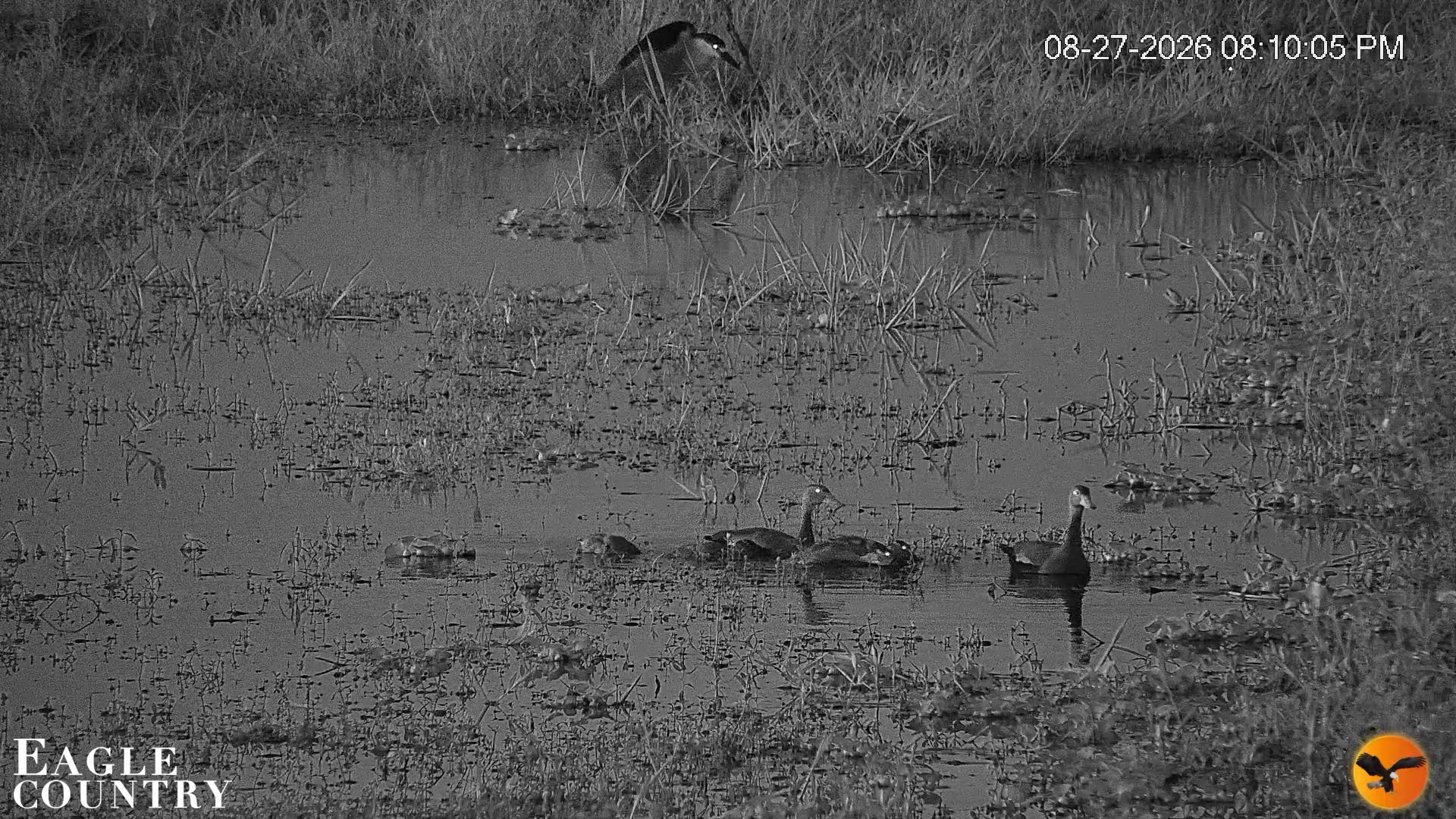 Snapshot of Southwest Florida River Wildlife Live Cams taken Aug 27, 2026, 8:33pm EDT