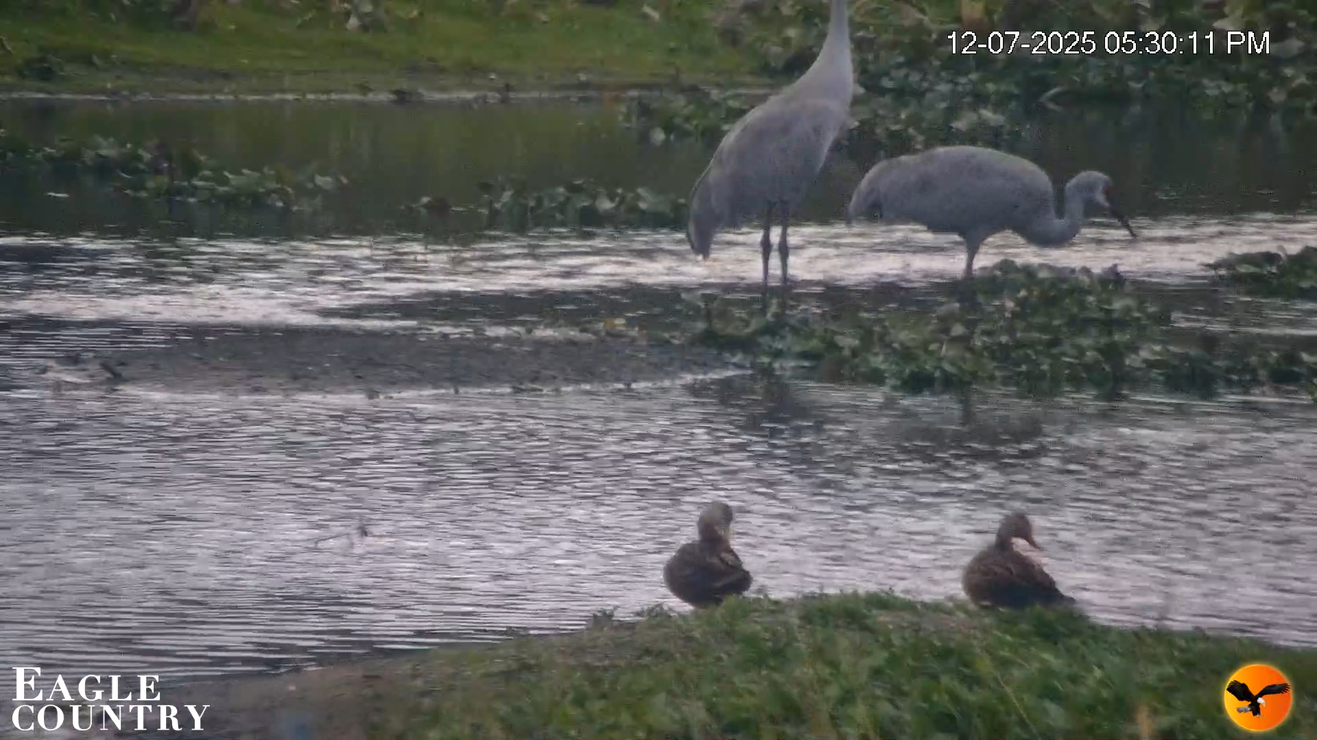 Snapshot of Southwest Florida River Wildlife Live Cams taken Dec 7, 2025, 5:31pm EST