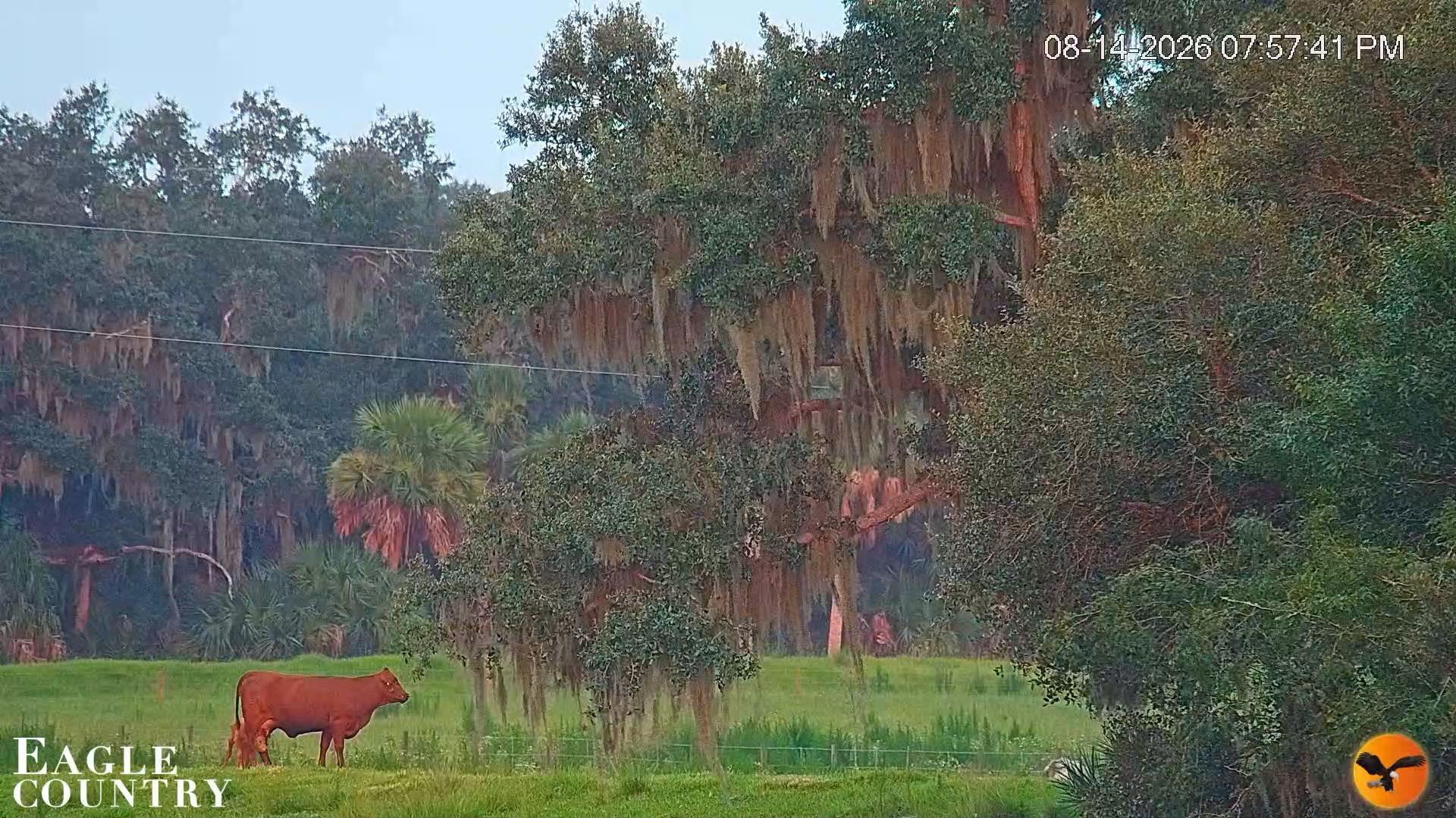 Snapshot of Southwest Florida River Wildlife Live Cams taken Aug 14, 2026, 9:18pm EDT
