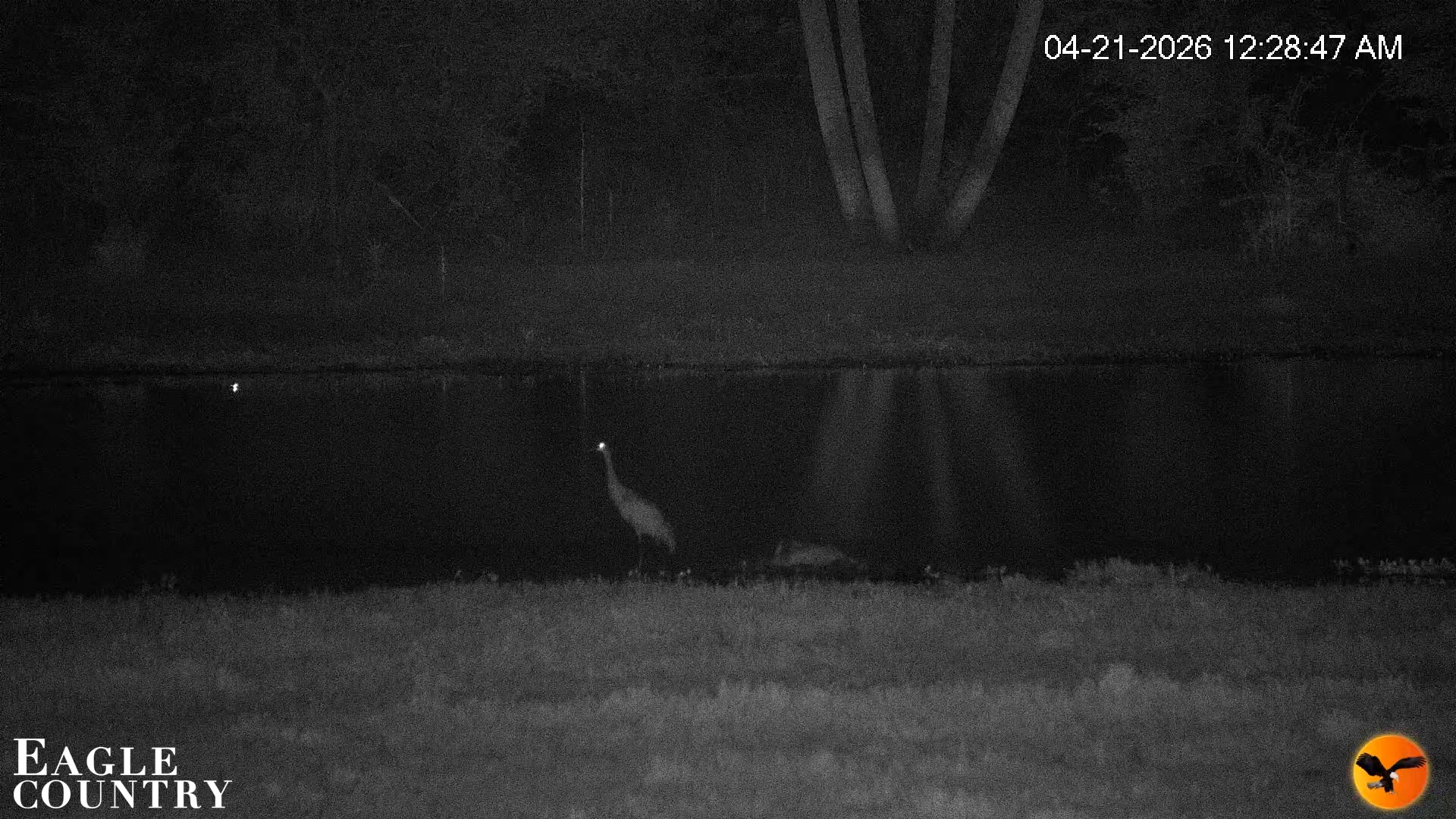 Snapshot of Southwest Florida River Wildlife Live Cams taken Apr 21, 2026, 12:29am EDT