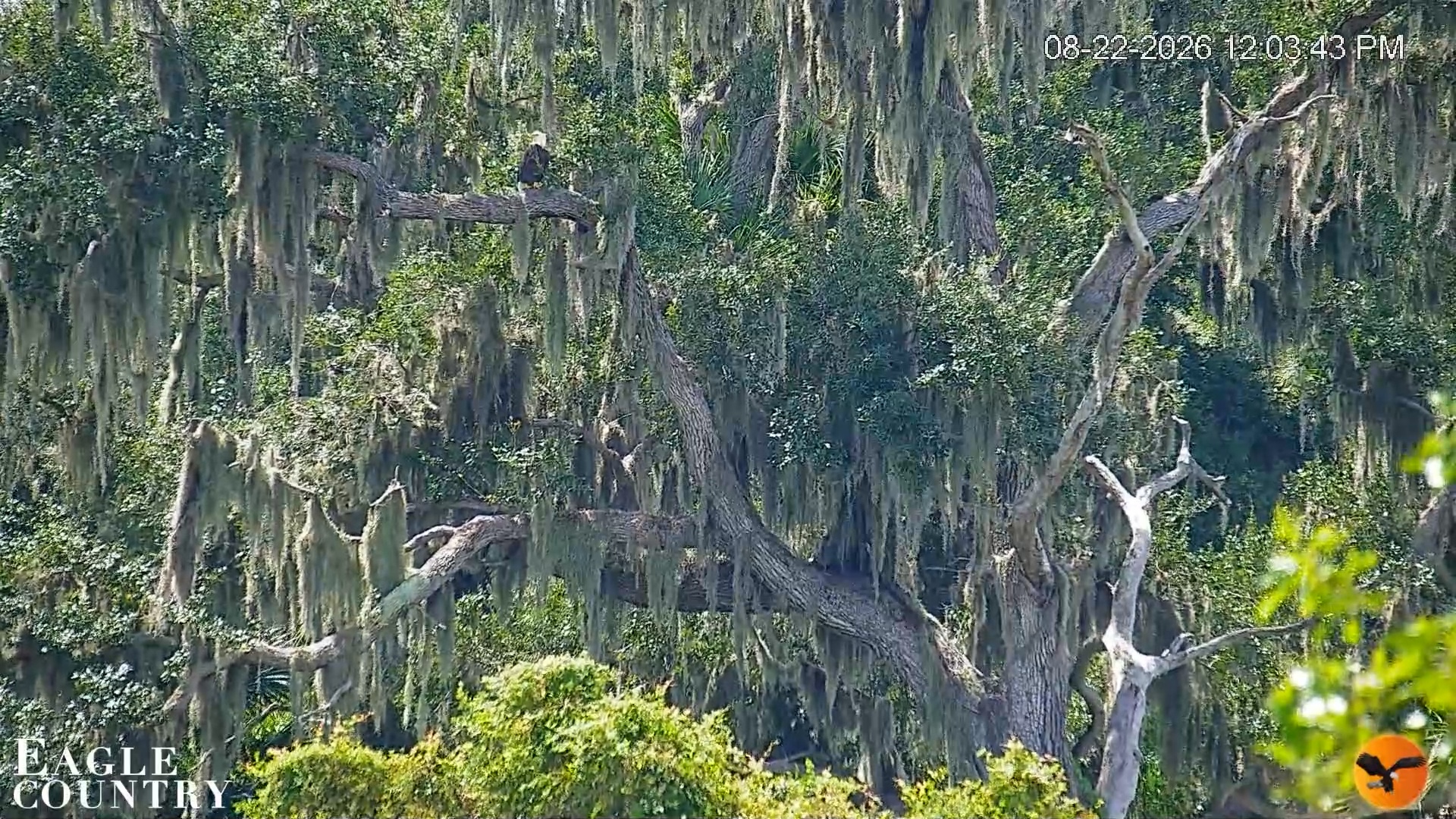 Snapshot of Southwest Florida River Wildlife Live Cams taken Aug 22, 2026, 12:04pm EDT