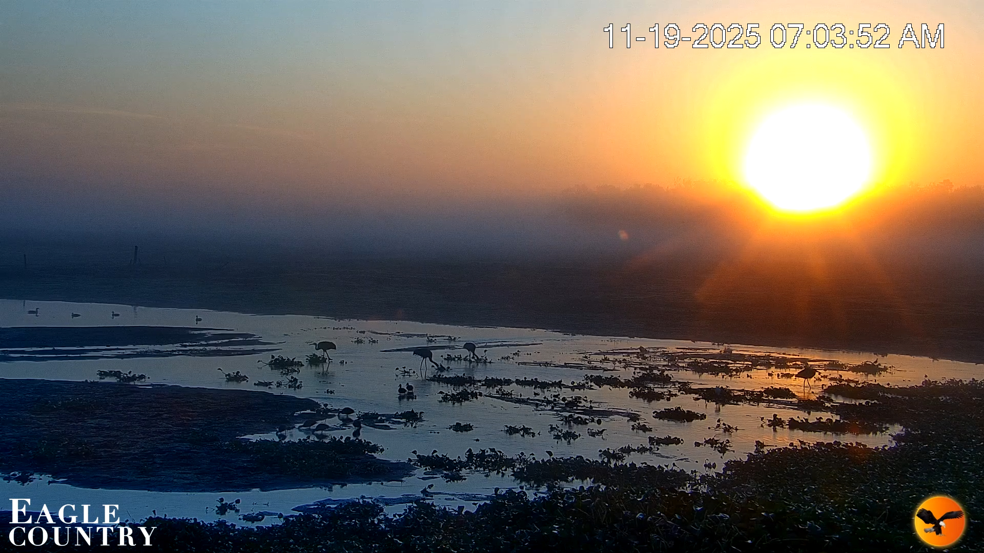 Snapshot of Southwest Florida River Wildlife Live Cams taken Nov 19, 2025, 7:26am EST