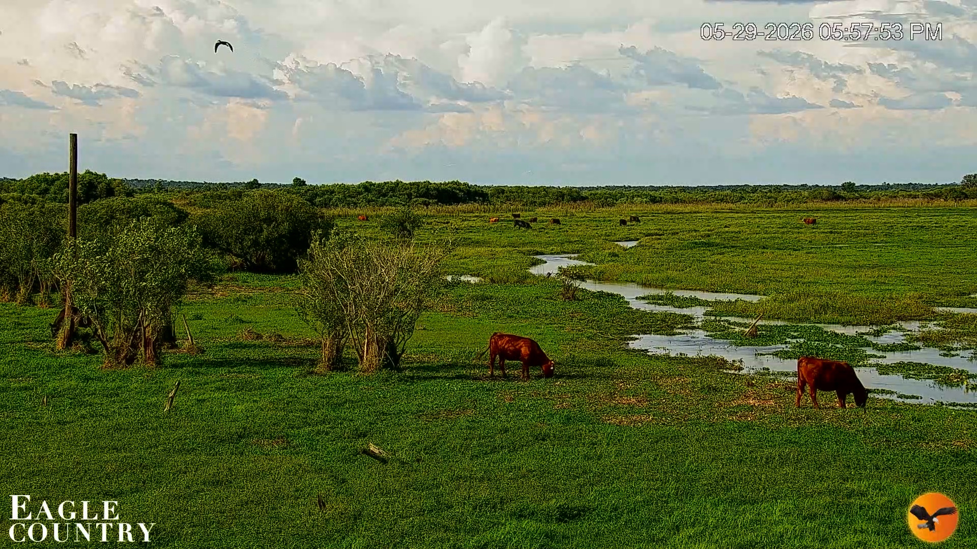 Snapshot of Southwest Florida River Wildlife Live Cams taken May 29, 2026, 6:02pm EDT