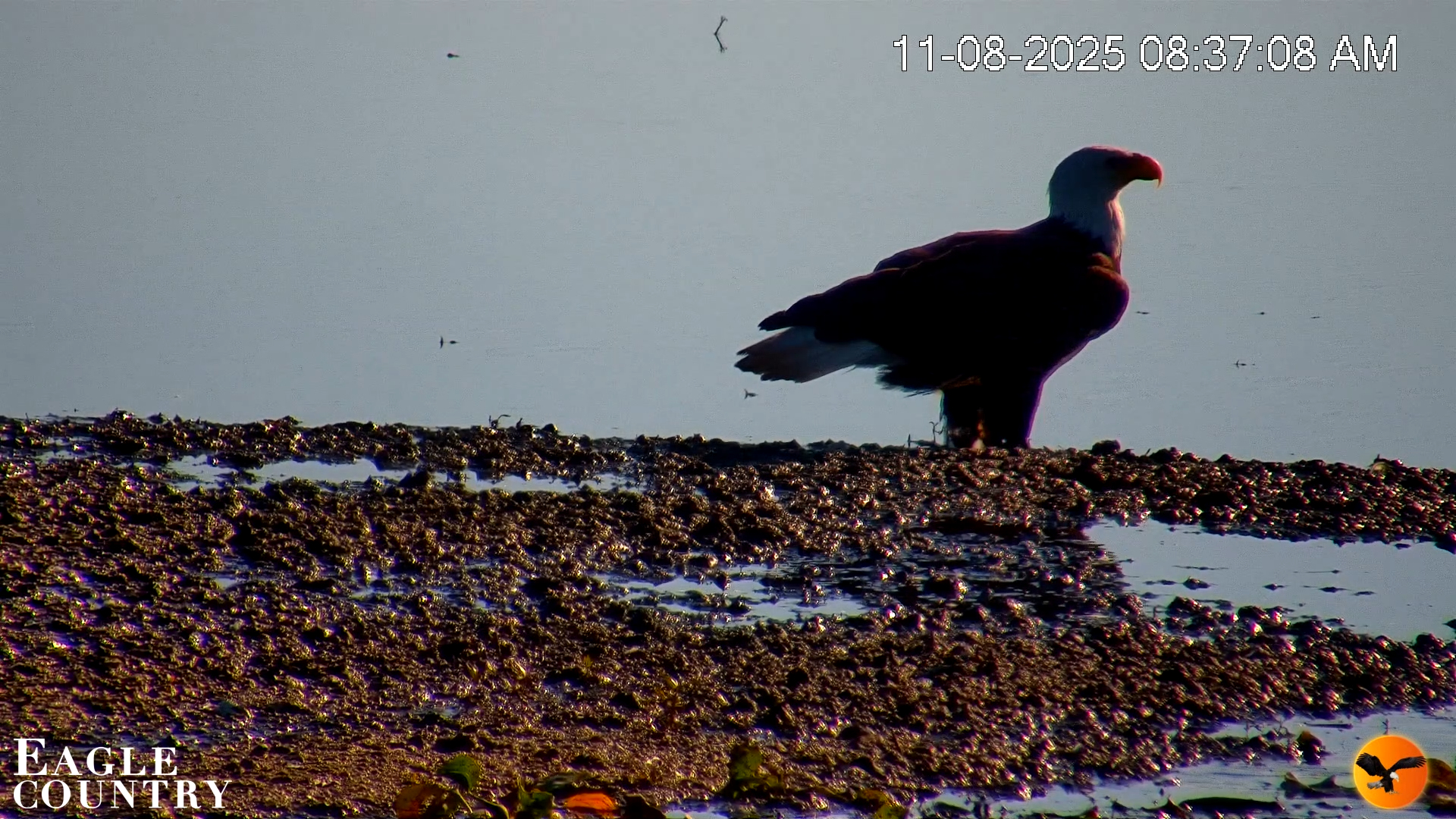 Snapshot of Southwest Florida River Wildlife Live Cams taken Nov 8, 2025, 8:54am EST