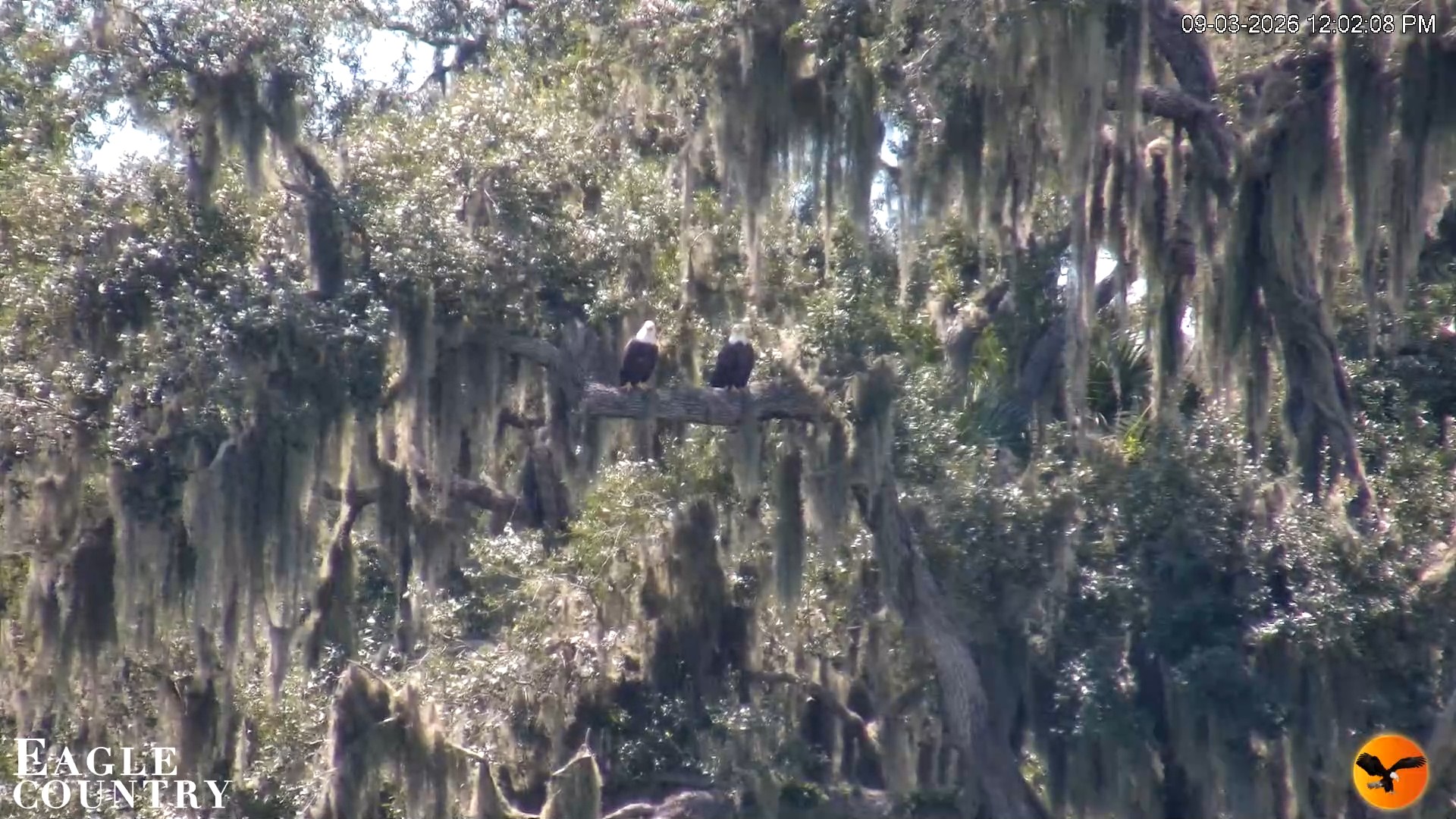 Snapshot of Southwest Florida River Wildlife Live Cams taken Sep 3, 2026, 12:02pm EDT
