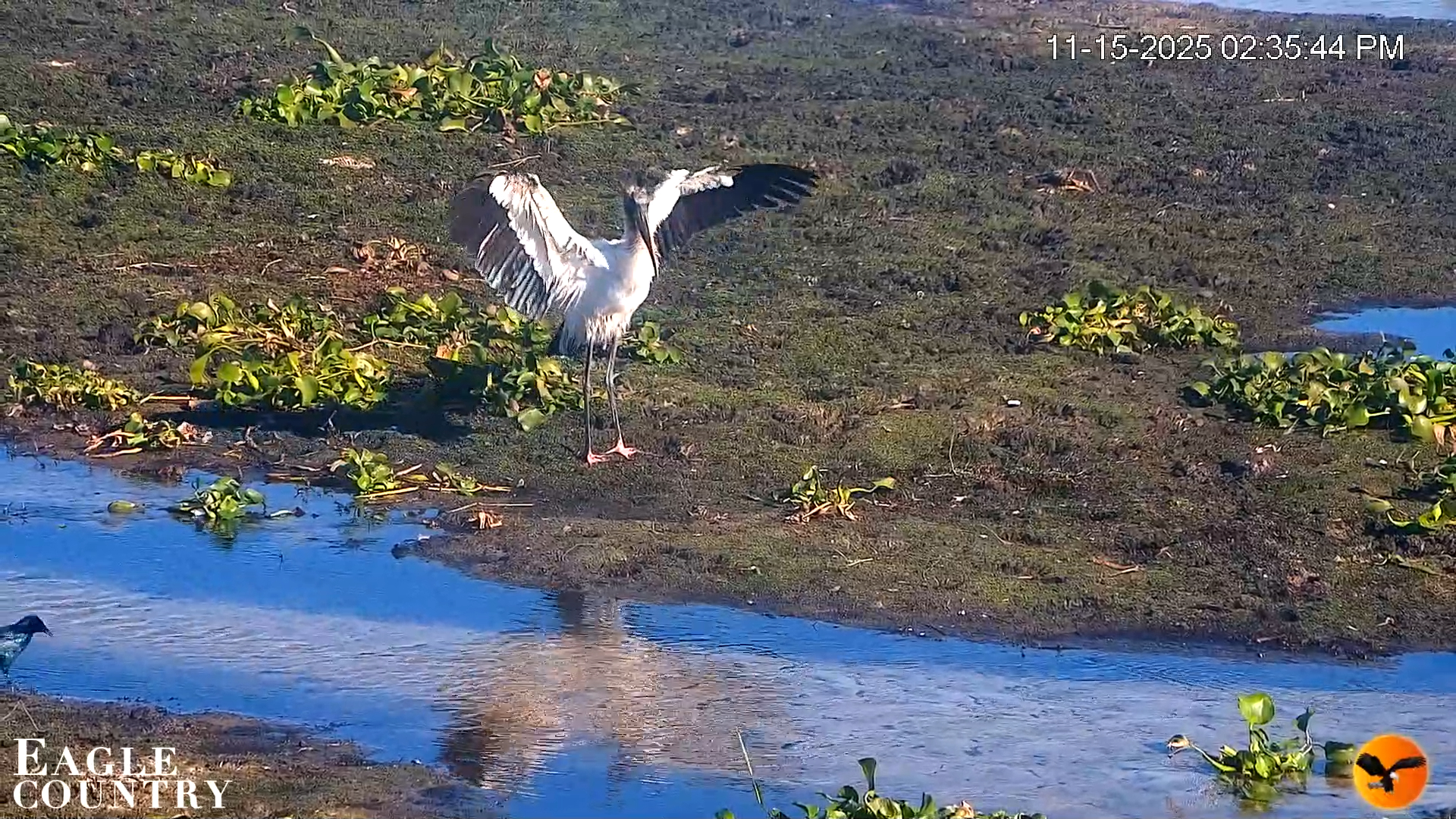 Snapshot of Southwest Florida River Wildlife Live Cams taken Nov 15, 2025, 5:27pm EST