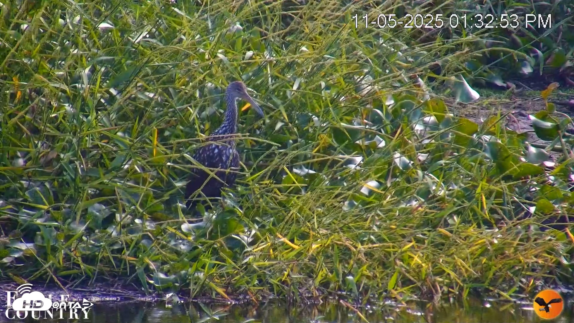 Snapshot of Southwest Florida River Wildlife Live Cams taken Nov 5, 2025, 2:31pm EST