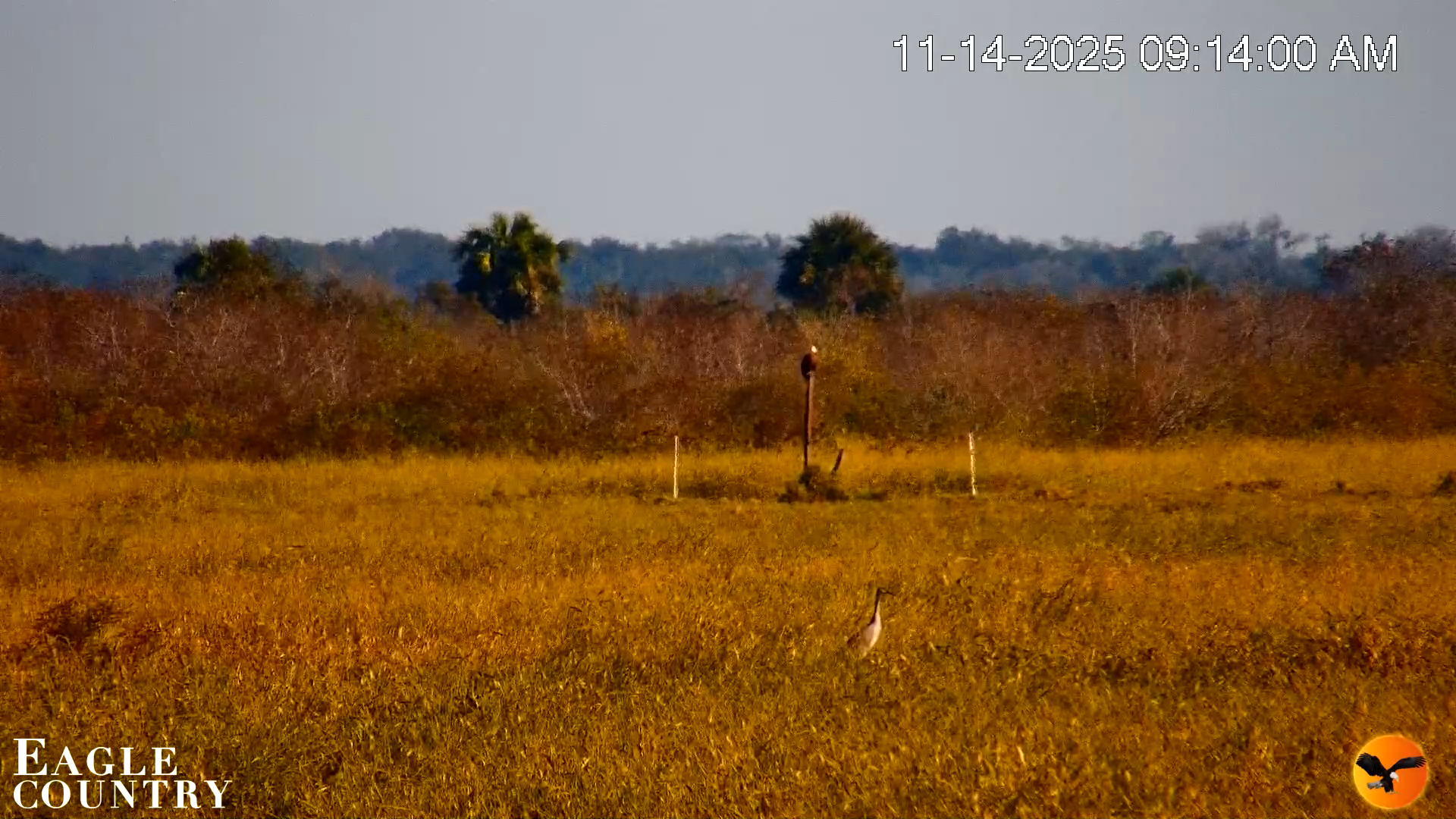 Snapshot of Southwest Florida River Wildlife Live Cams taken Nov 14, 2025, 9:15am EST