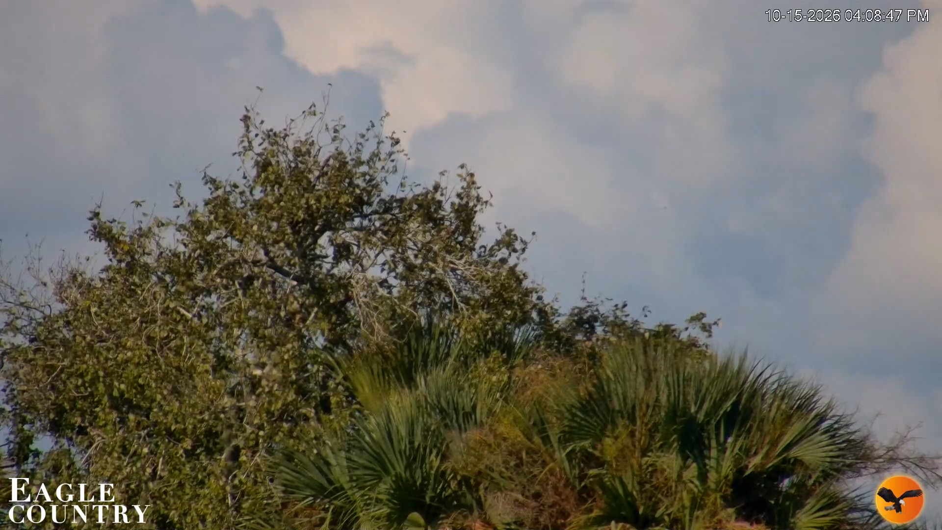 Snapshot of Southwest Florida River Wildlife Live Cams taken Oct 15, 2026, 4:09pm EDT