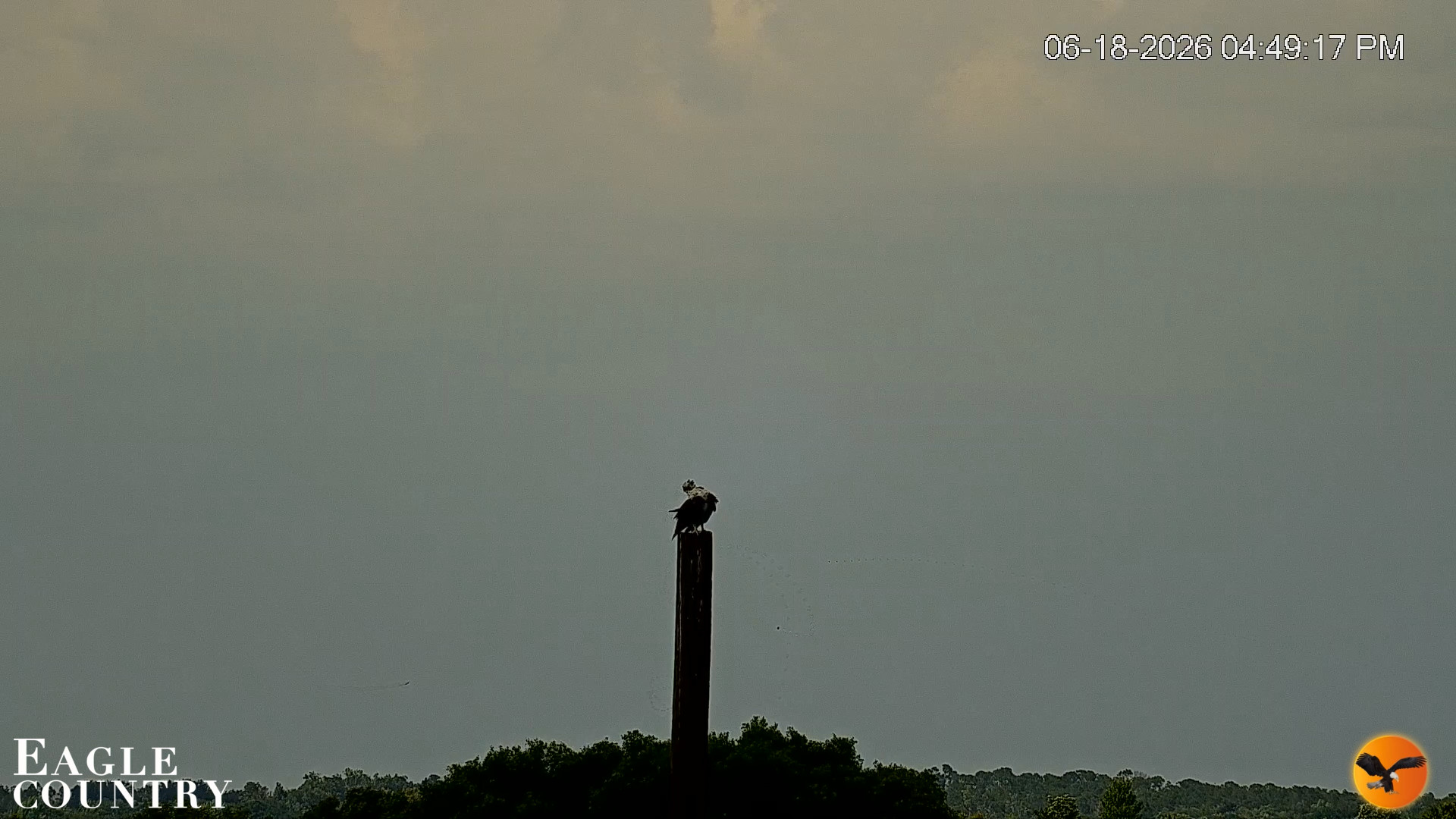 Snapshot of Southwest Florida River Wildlife Live Cams taken Jun 18, 2026, 4:50pm EDT