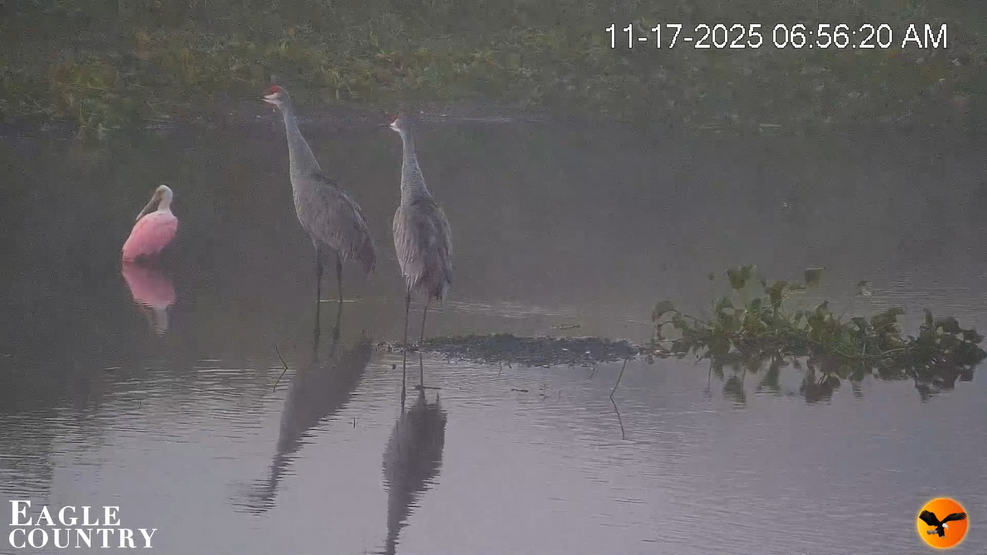 Snapshot of Southwest Florida River Wildlife Live Cams taken Nov 17, 2025, 6:57am EST