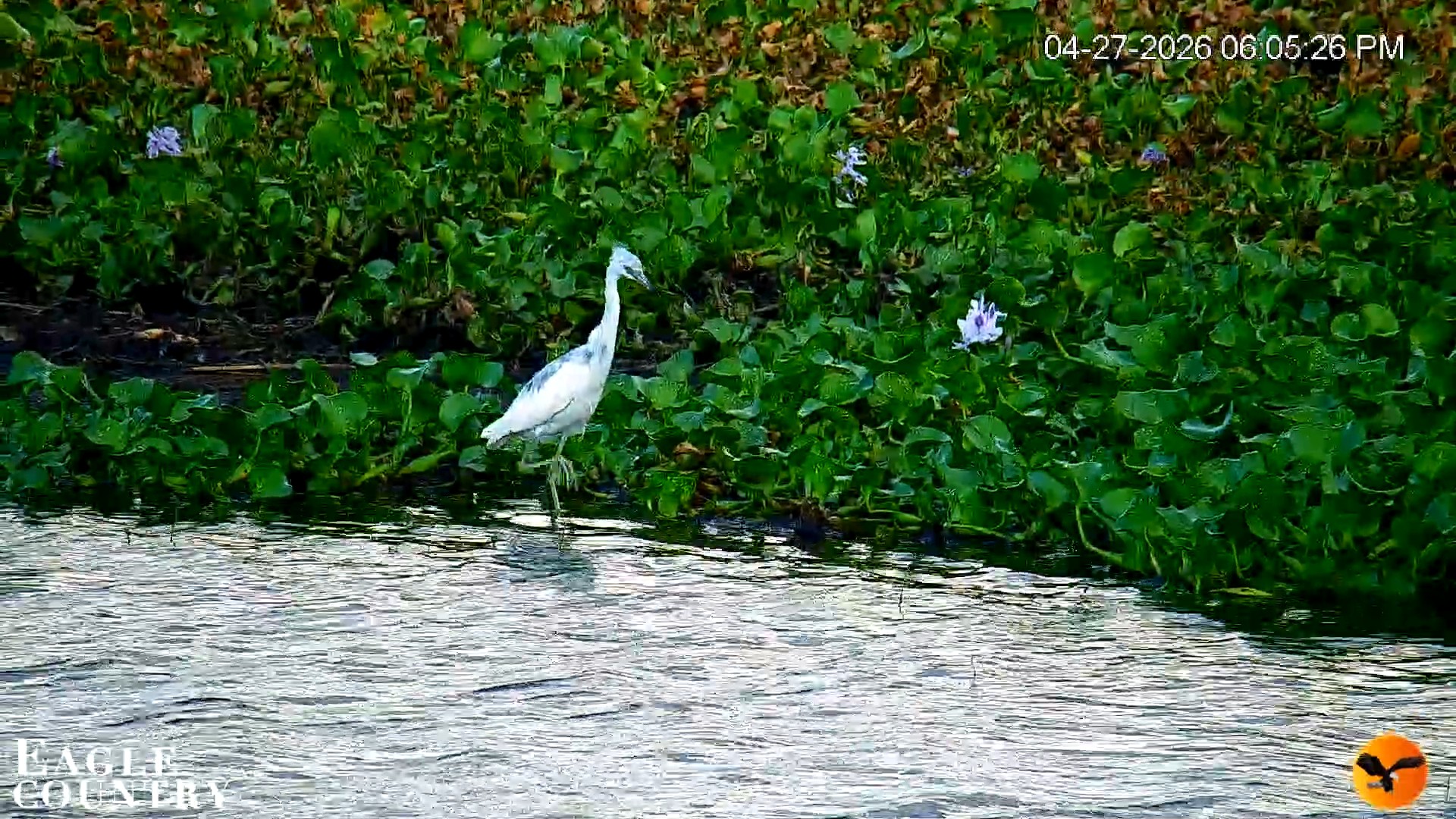 Snapshot of Southwest Florida River Wildlife Live Cams taken Apr 27, 2026, 6:06pm EDT