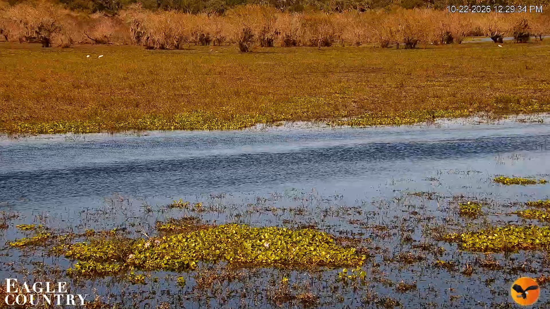 Snapshot of Southwest Florida River Wildlife Live Cams taken Oct 22, 2026, 12:29pm EDT