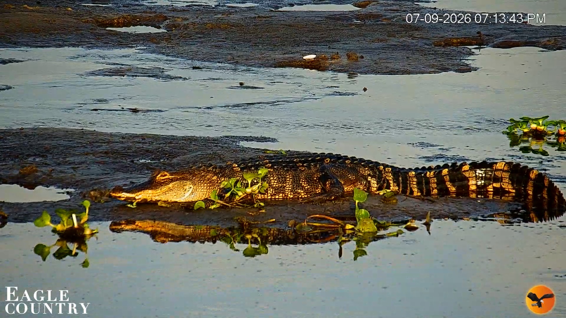 Snapshot of Southwest Florida River Wildlife Live Cams taken Jul 9, 2026, 7:14pm EDT