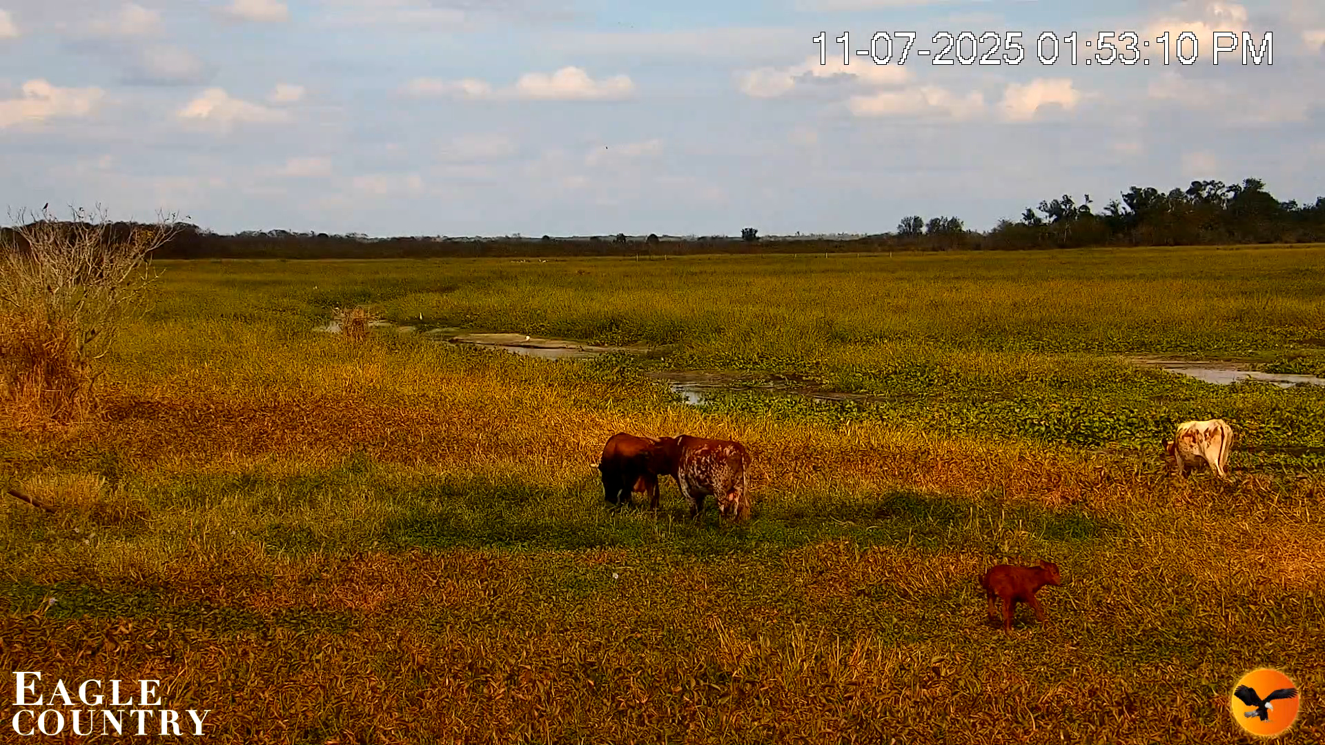 Snapshot of Southwest Florida River Wildlife Live Cams taken Nov 7, 2025, 1:54pm EST