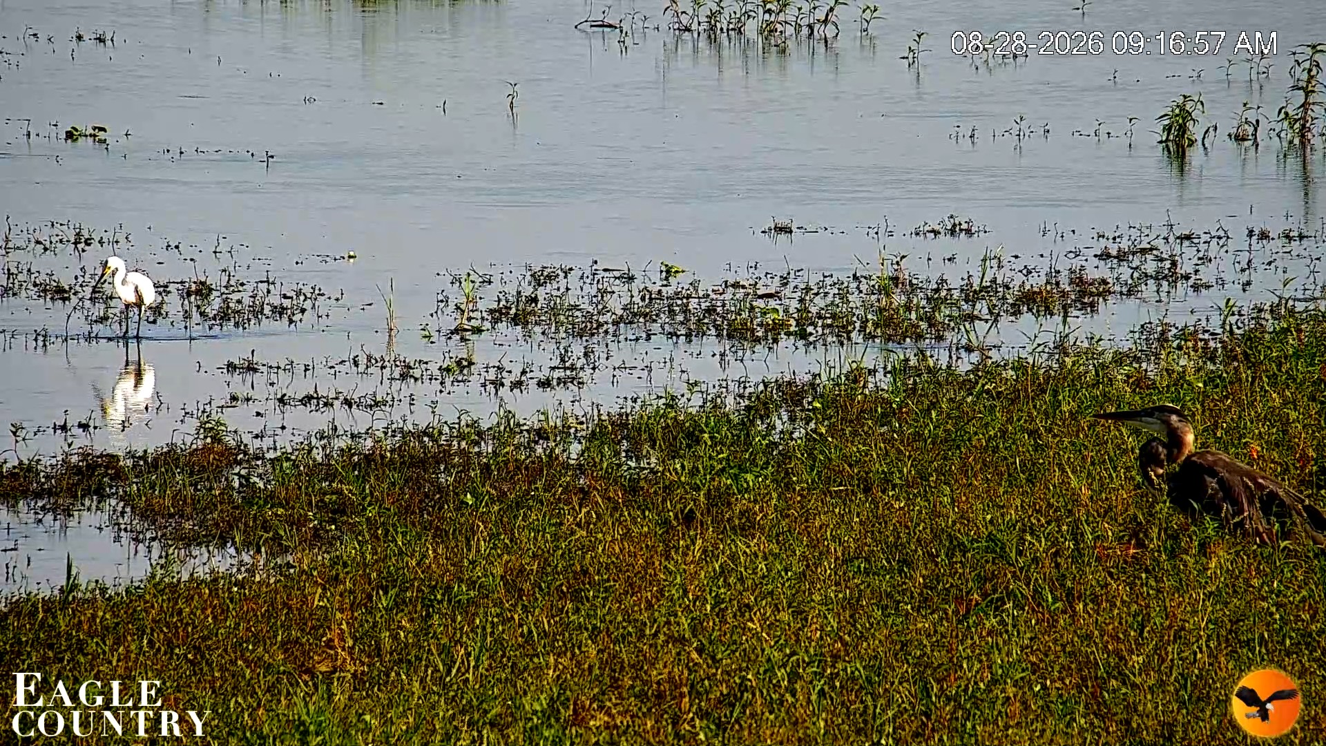 Snapshot of Southwest Florida River Wildlife Live Cams taken Aug 28, 2026, 9:18am EDT