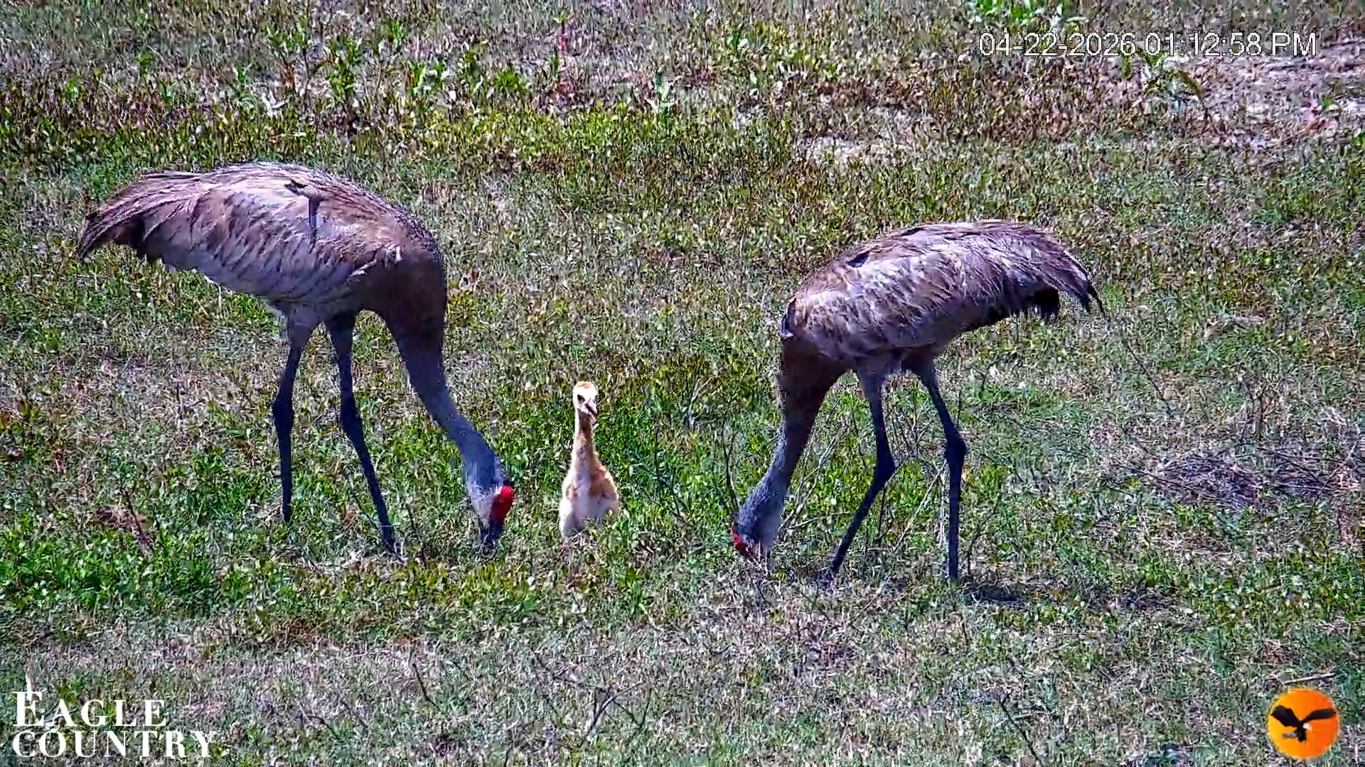 Snapshot of Southwest Florida River Wildlife Live Cams taken Apr 22, 2026, 1:13pm EDT