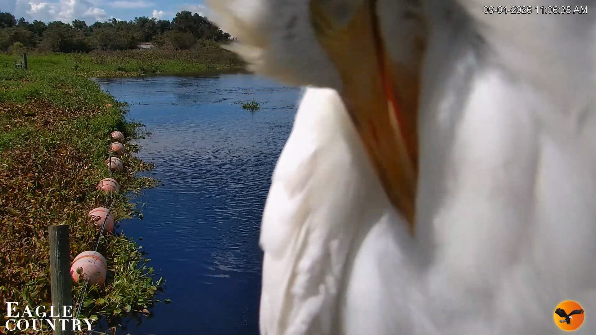 Snapshot of Southwest Florida River Wildlife Live Cams taken Sep 4, 2026, 11:07am EDT