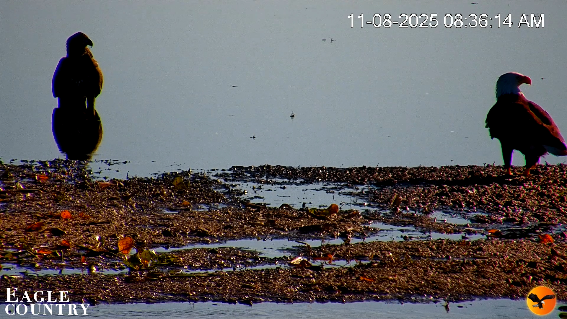 Snapshot of Southwest Florida River Wildlife Live Cams taken Nov 8, 2025, 8:51am EST