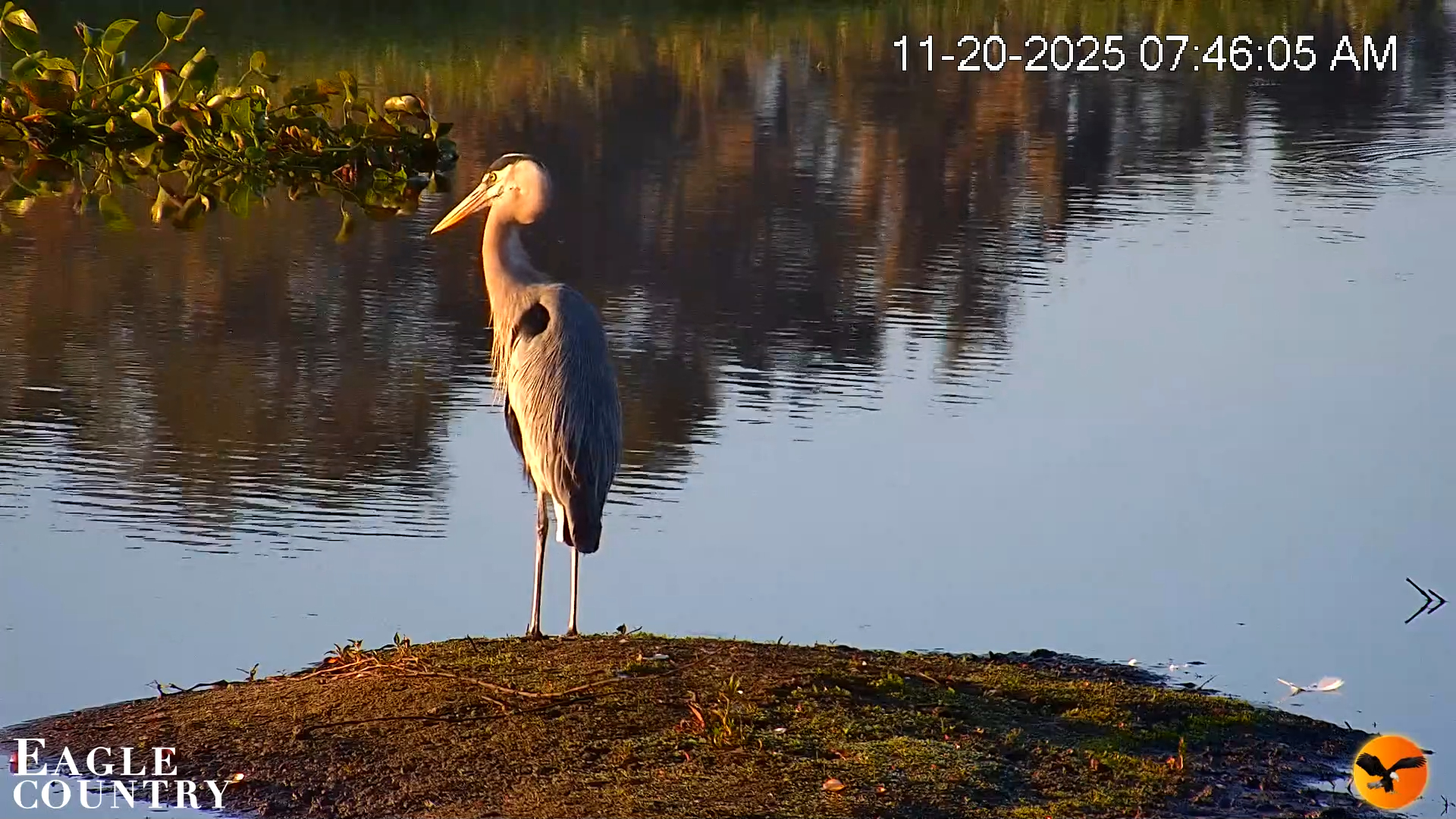 Snapshot of Southwest Florida River Wildlife Live Cams taken Nov 20, 2025, 7:47am EST