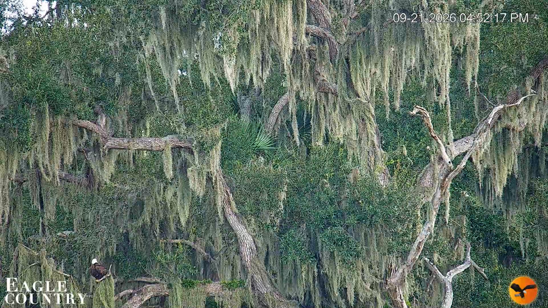 Snapshot of Southwest Florida River Wildlife Live Cams taken Sep 21, 2026, 4:53pm EDT
