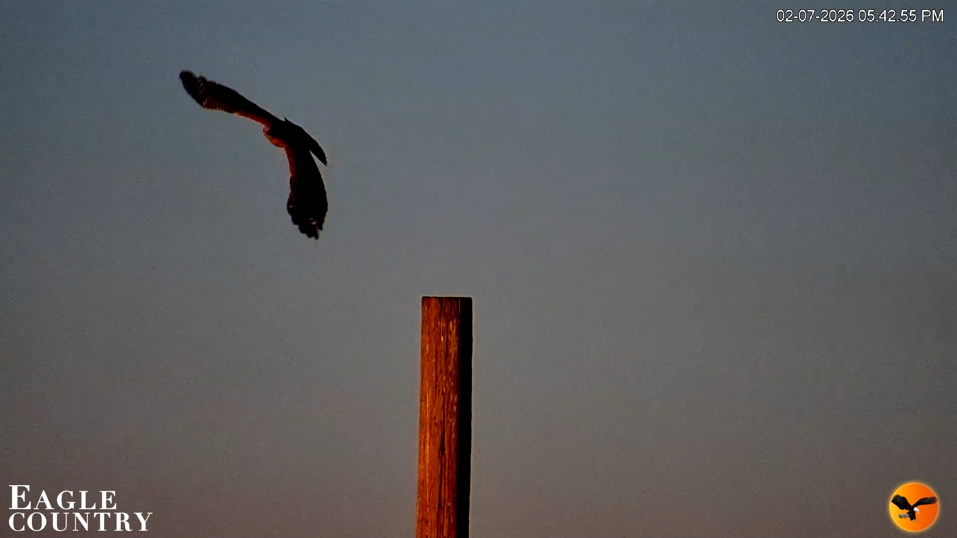 Snapshot of Southwest Florida River Wildlife Live Cams taken Feb 7, 2026, 5:50pm EST