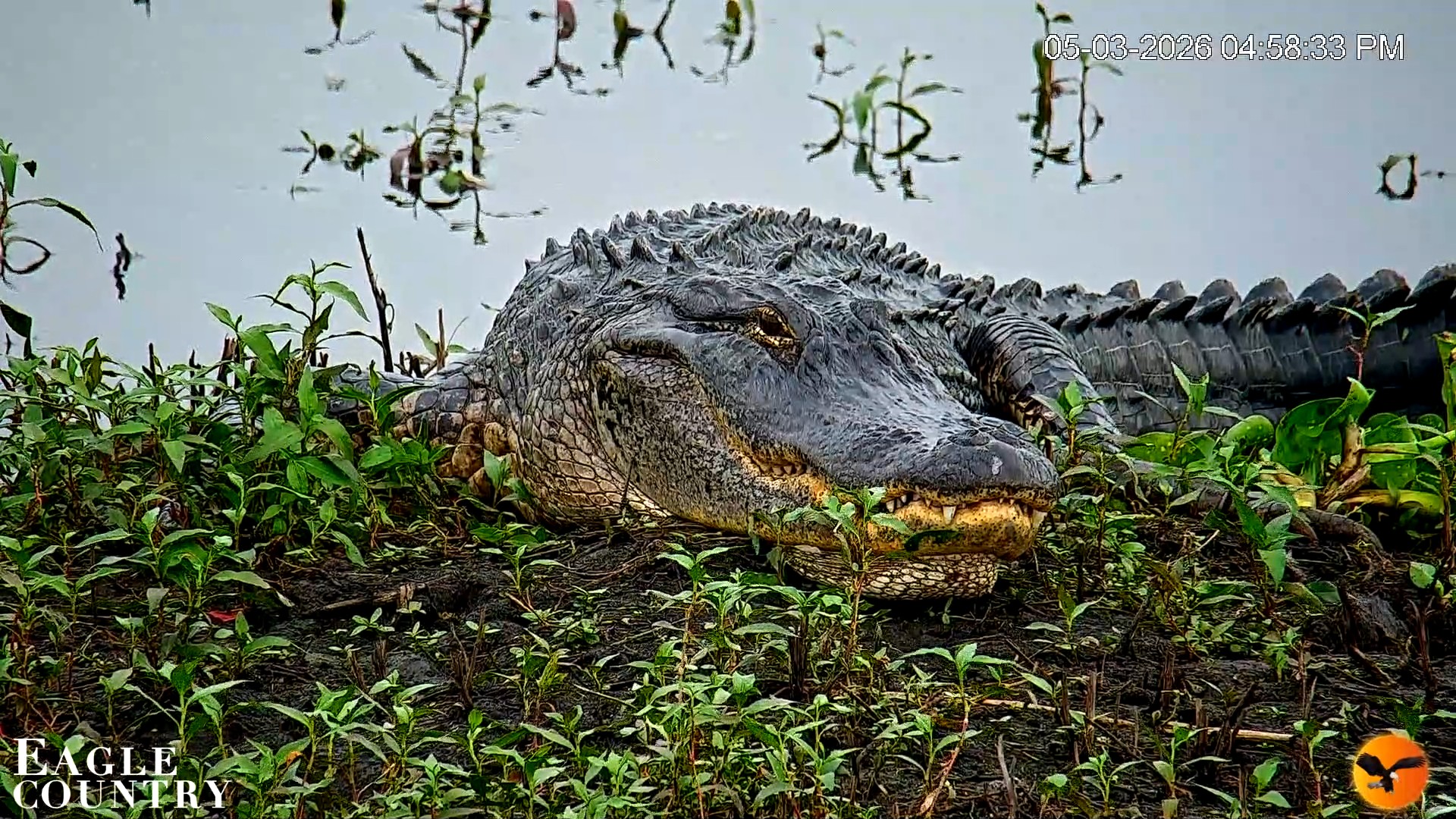 Snapshot of Southwest Florida River Wildlife Live Cams taken May 3, 2026, 4:59pm EDT