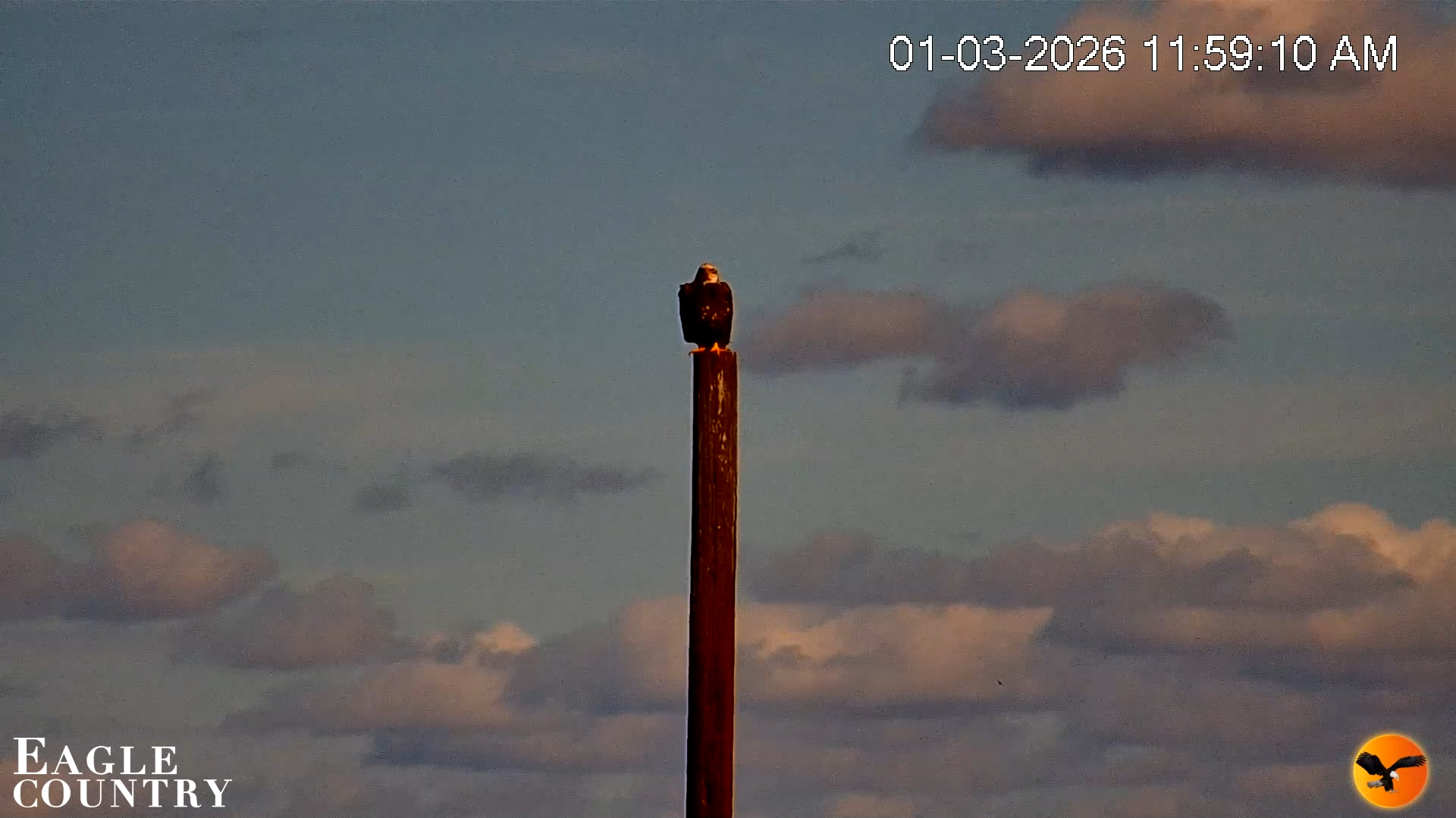 Snapshot of Southwest Florida River Wildlife Live Cams taken Jan 3, 2026, 11:59am EST