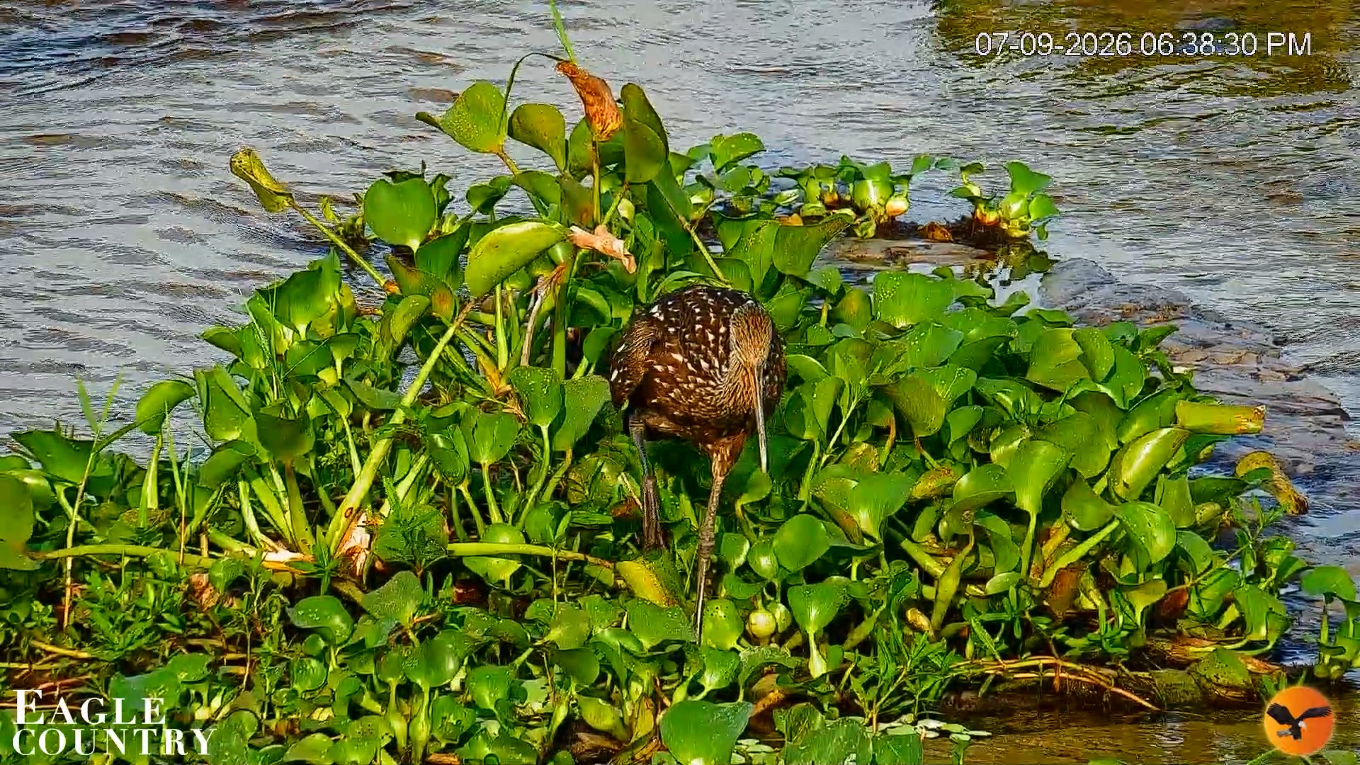 Snapshot of Southwest Florida River Wildlife Live Cams taken Jul 9, 2026, 7:34pm EDT