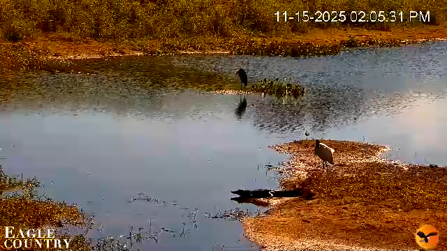 Snapshot of Southwest Florida River Wildlife Live Cams taken Nov 15, 2025, 2:12pm EST