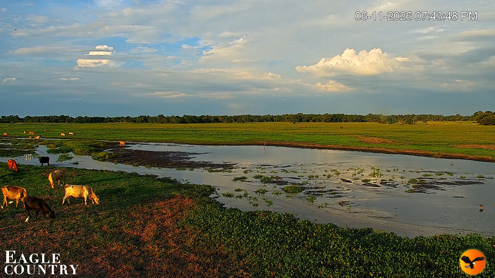 Snapshot of Southwest Florida River Wildlife Live Cams taken Jun 11, 2026, 7:44pm EDT