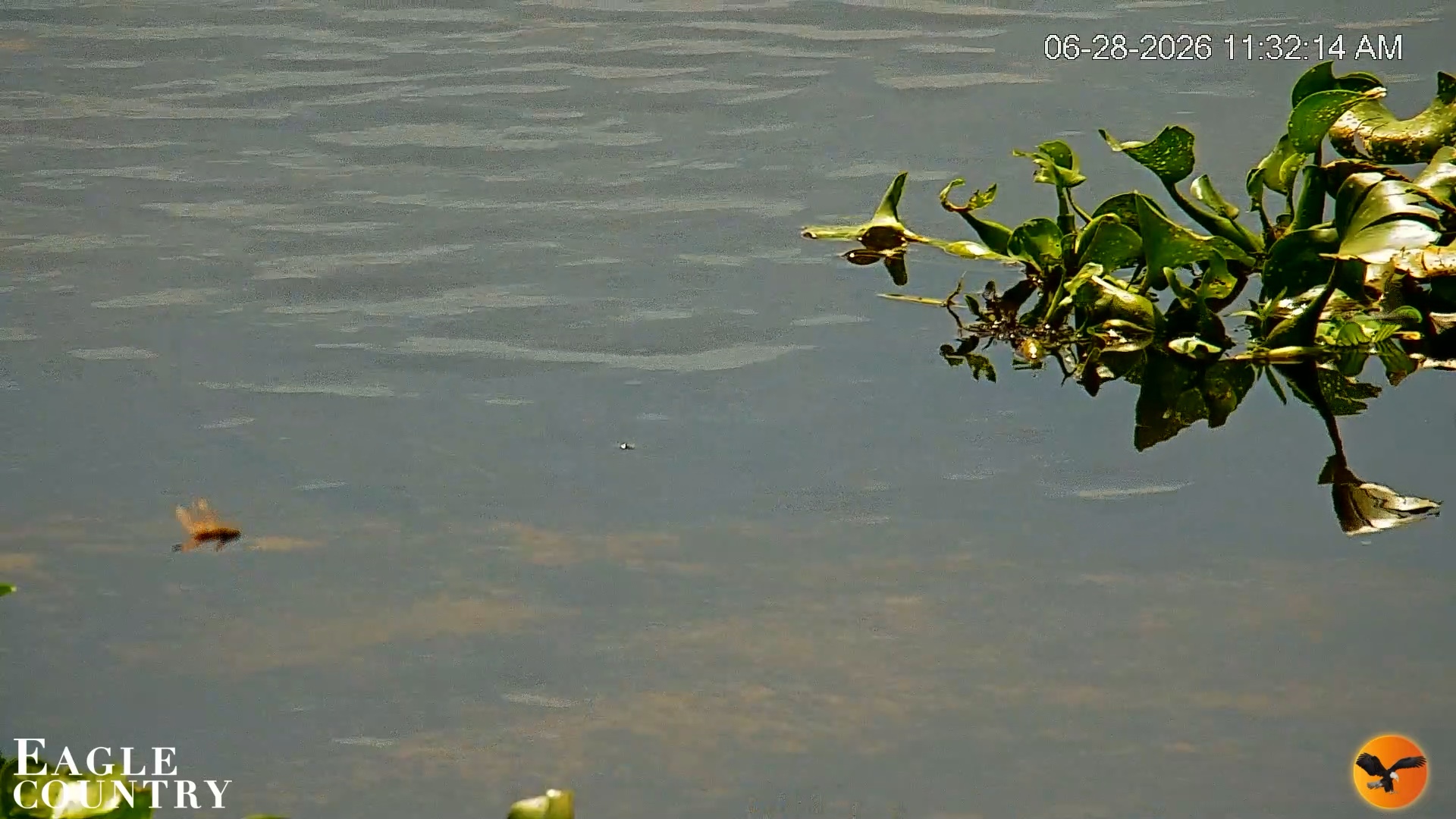 Snapshot of Southwest Florida River Wildlife Live Cams taken Jun 28, 2026, 11:33am EDT