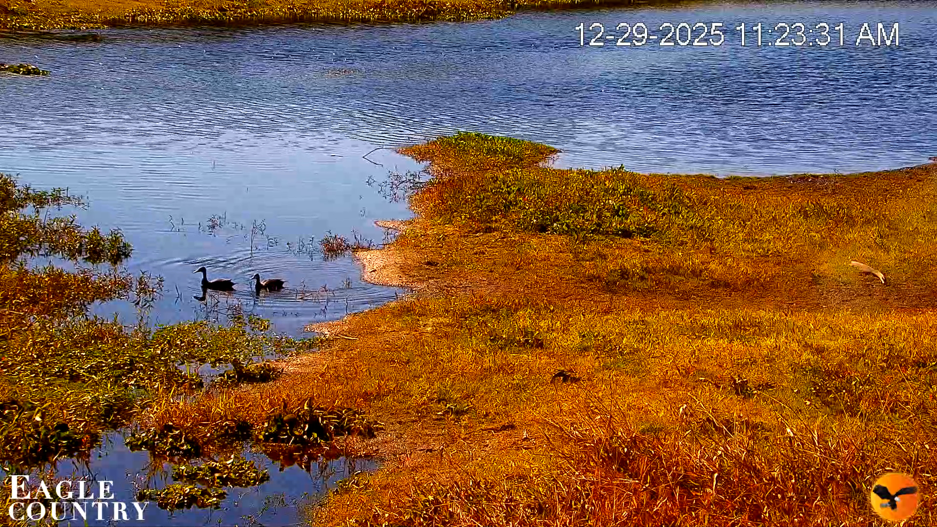 Snapshot of Southwest Florida River Wildlife Live Cams taken Dec 29, 2025, 11:24am EST