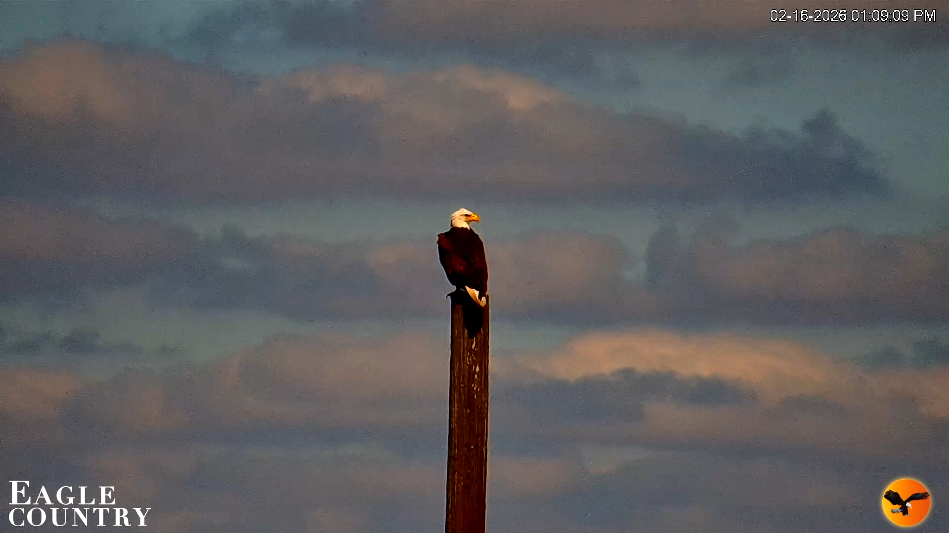 Snapshot of Southwest Florida River Wildlife Live Cams taken Feb 16, 2026, 5:42pm EST