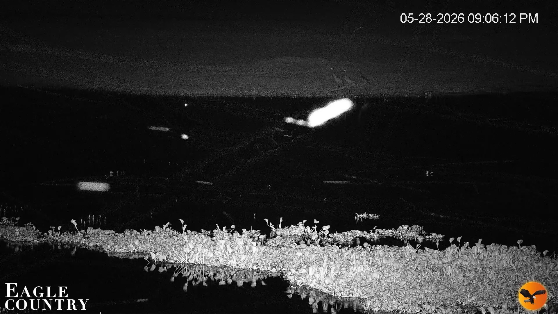 Snapshot of Southwest Florida River Wildlife Live Cams taken May 28, 2026, 9:07pm EDT