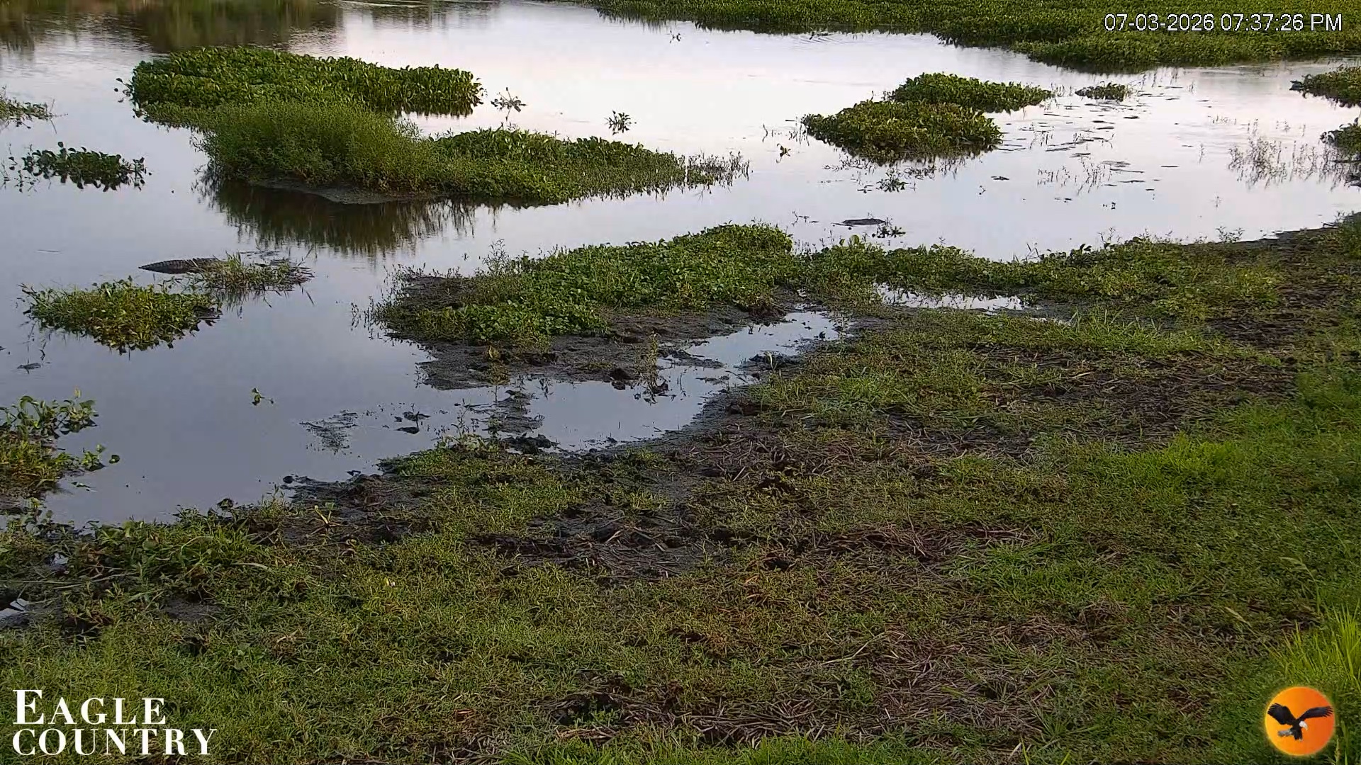 Snapshot of Southwest Florida River Wildlife Live Cams taken Jul 3, 2026, 7:38pm EDT