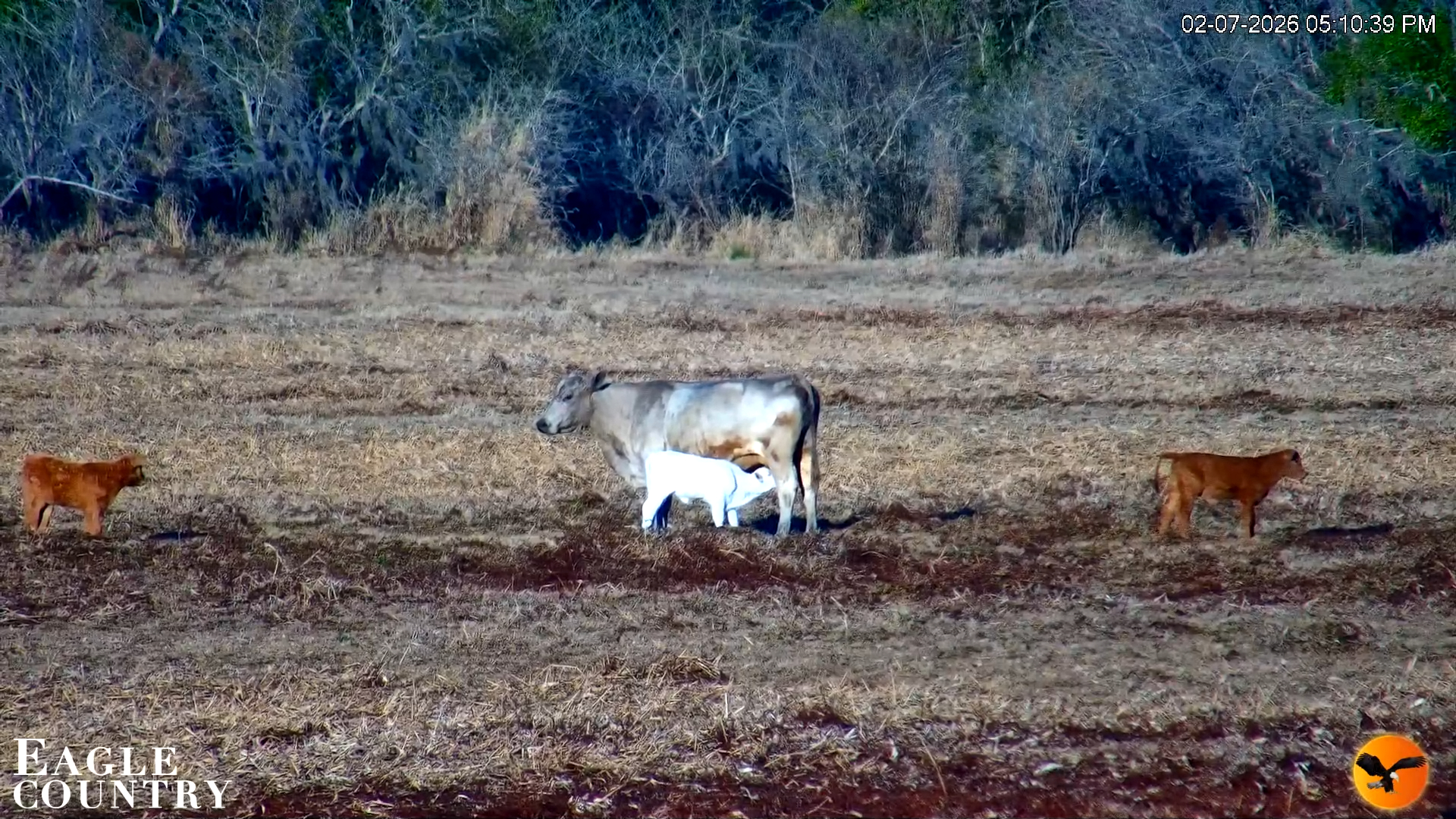 Snapshot of Southwest Florida River Wildlife Live Cams taken Feb 7, 2026, 5:11pm EST