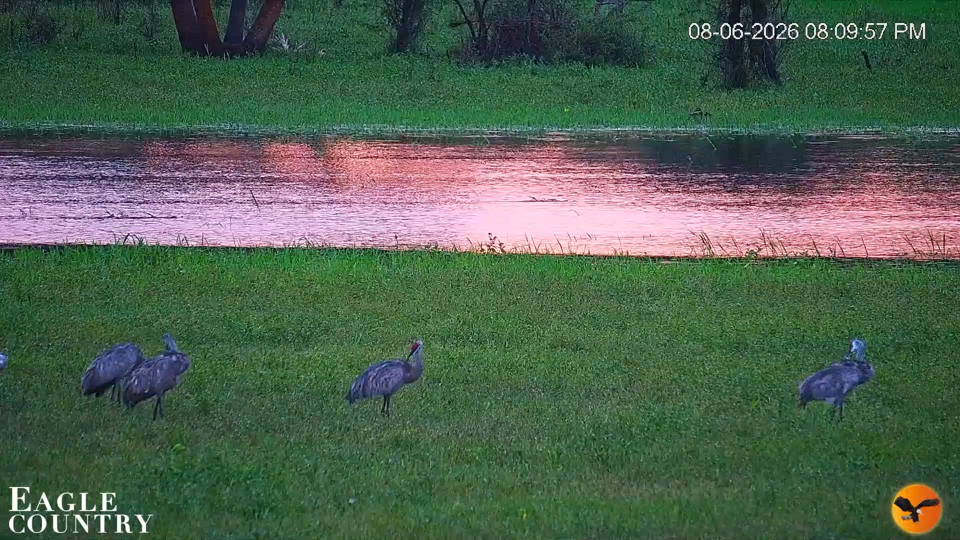Snapshot of Southwest Florida River Wildlife Live Cams taken Aug 6, 2026, 8:10pm EDT