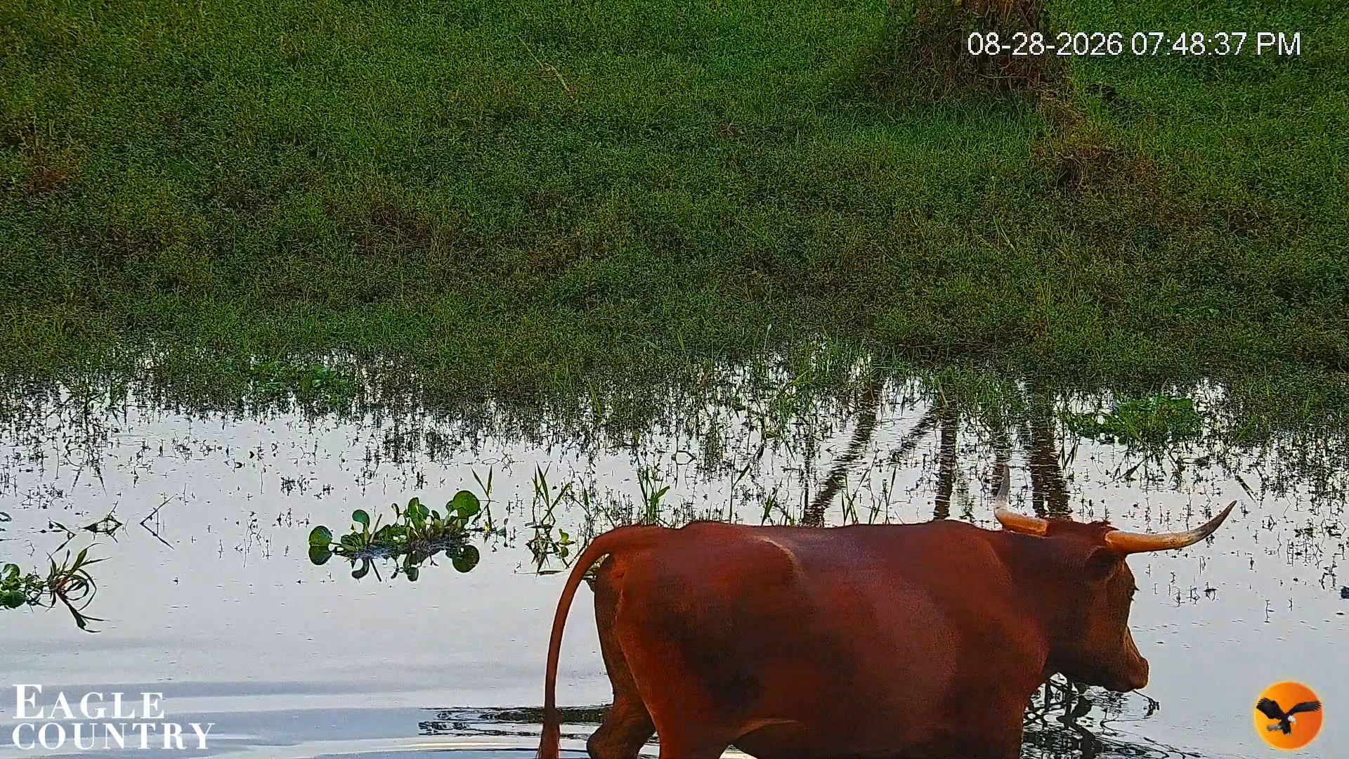 Snapshot of Southwest Florida River Wildlife Live Cams taken Aug 28, 2026, 7:49pm EDT