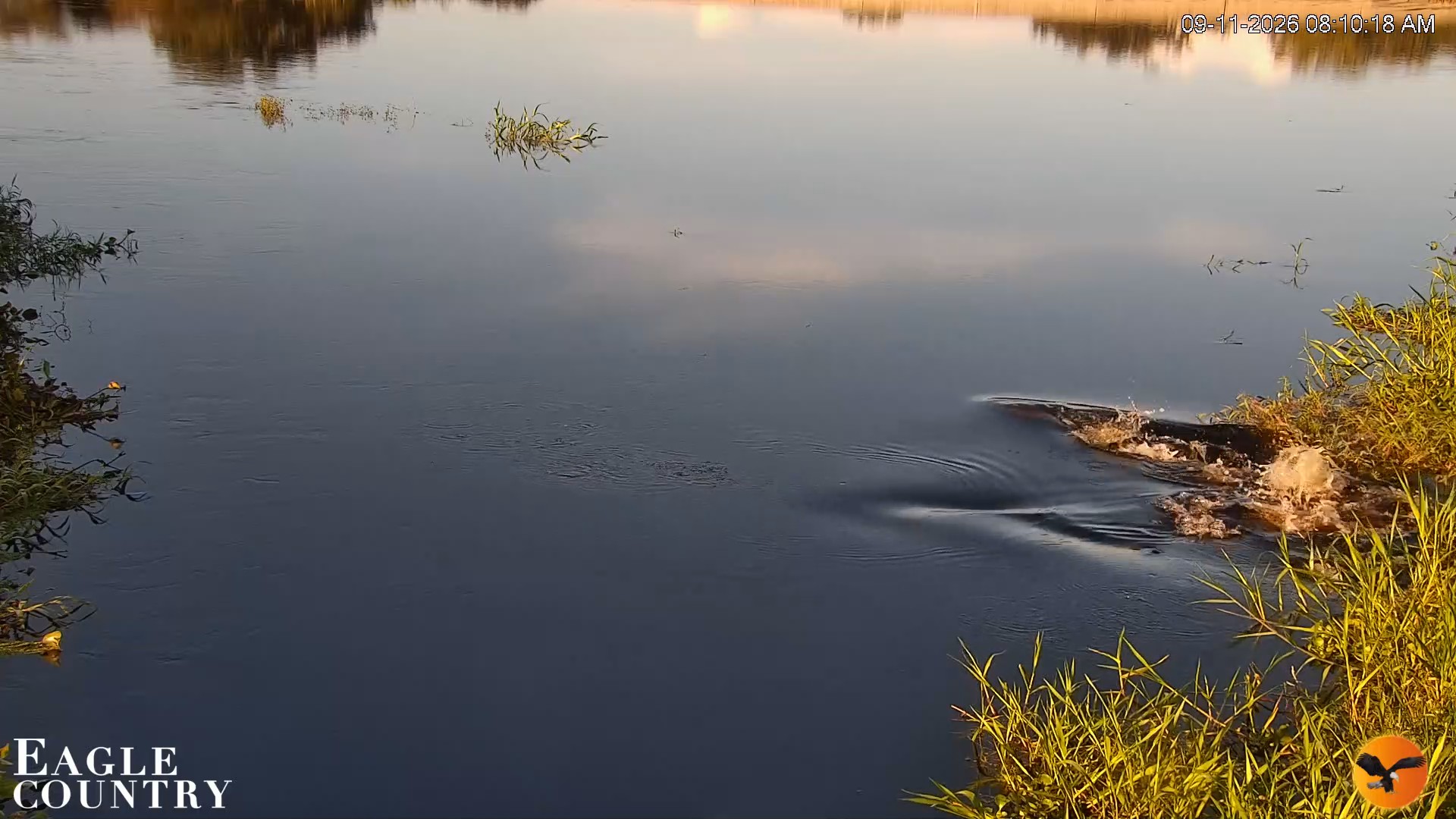 Snapshot of Southwest Florida River Wildlife Live Cams taken Sep 11, 2026, 8:10am EDT