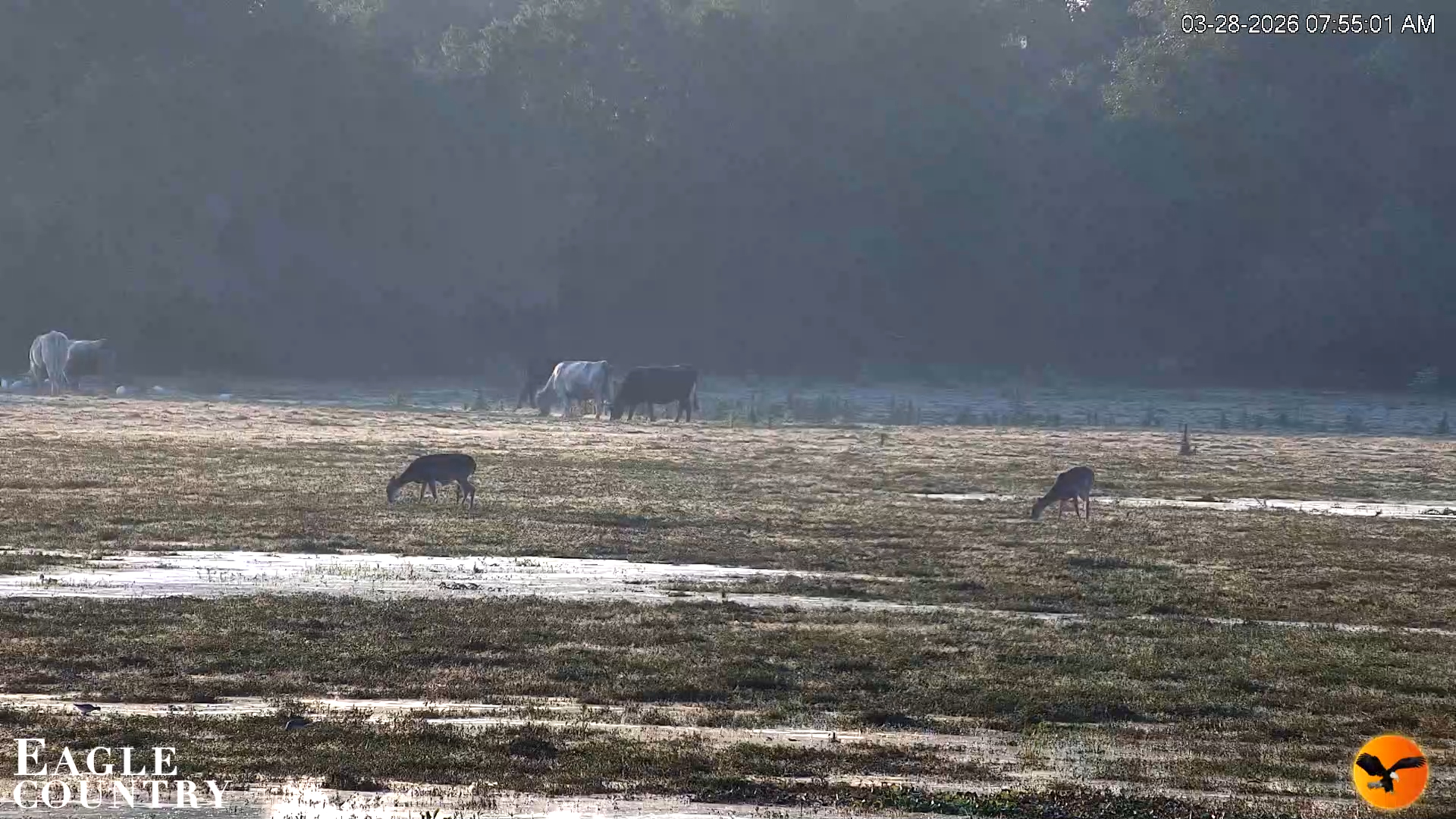 Snapshot of Southwest Florida River Wildlife Live Cams taken Mar 28, 2026, 7:59am EDT
