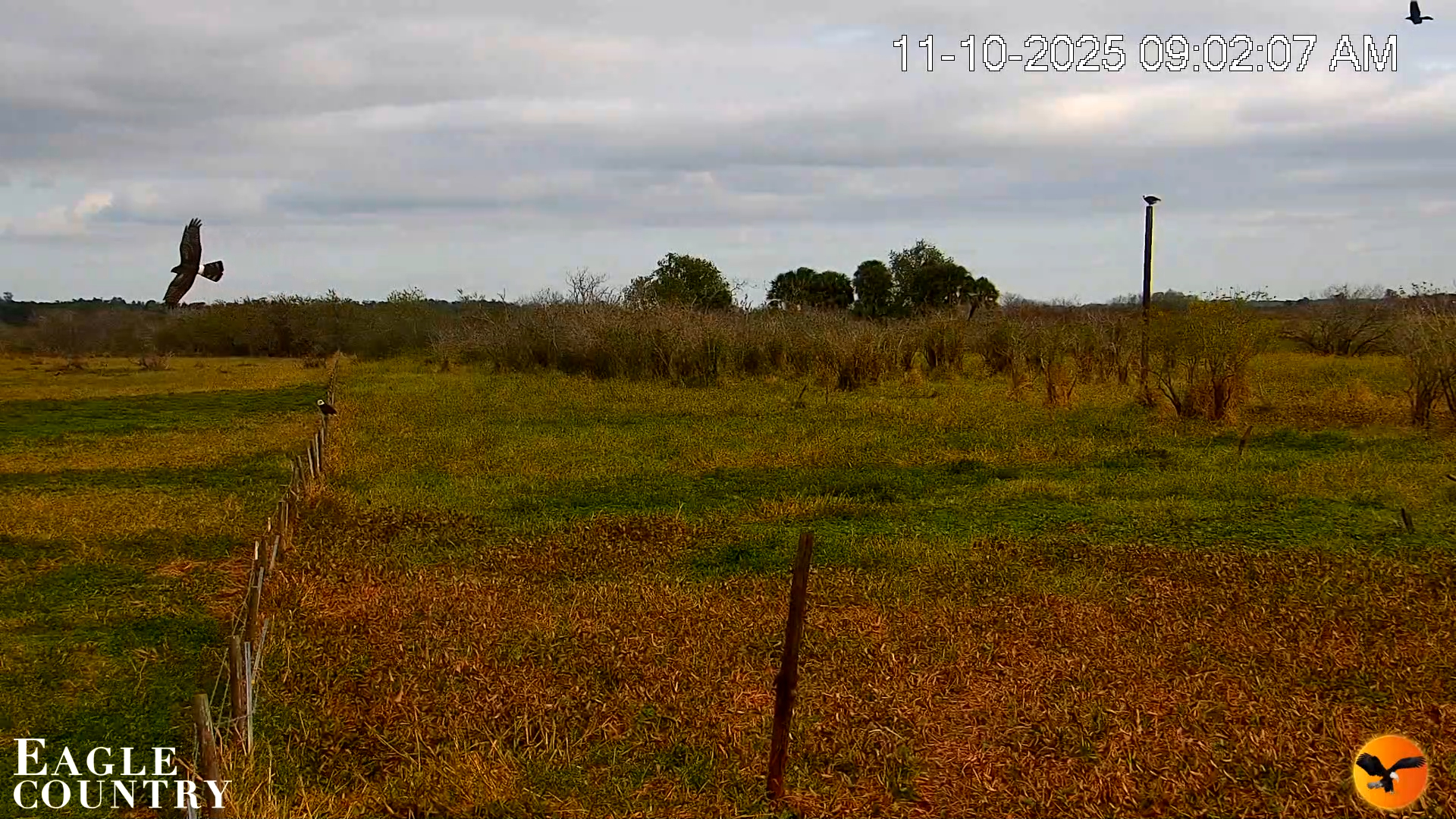 Snapshot of Southwest Florida River Wildlife Live Cams taken Nov 10, 2025, 10:16am EST