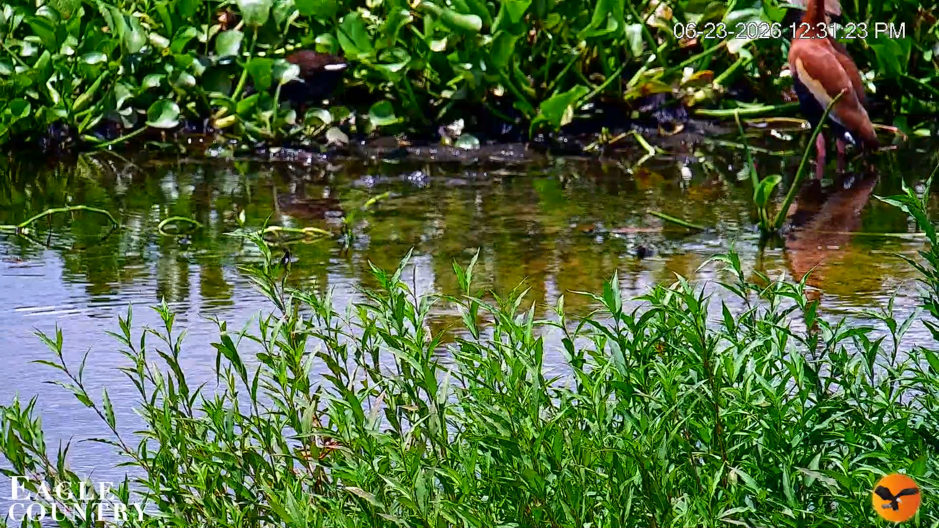 Snapshot of Southwest Florida River Wildlife Live Cams taken Jun 23, 2026, 12:33pm EDT