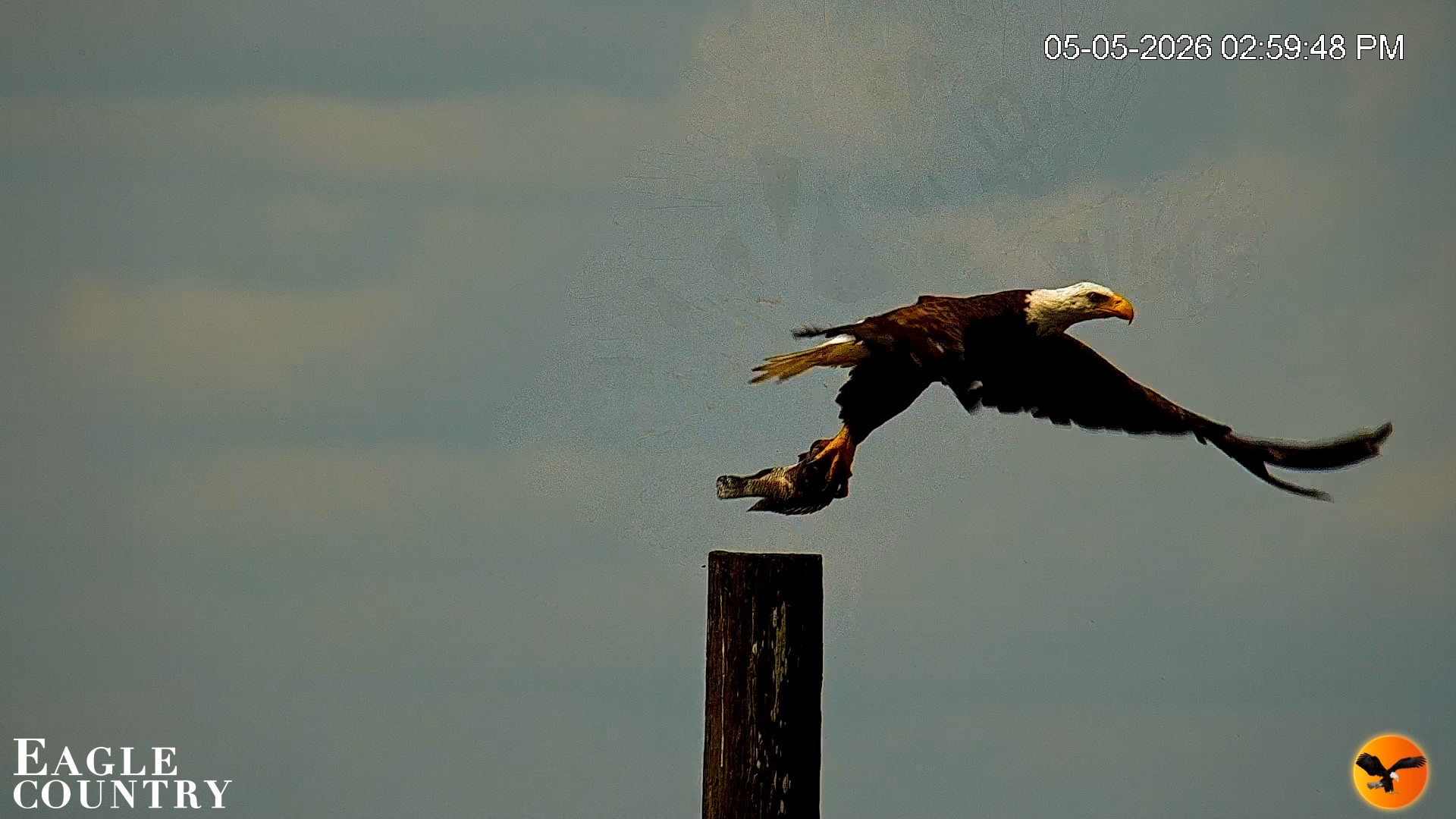 Snapshot of Southwest Florida River Wildlife Live Cams taken May 5, 2026, 5:39pm EDT