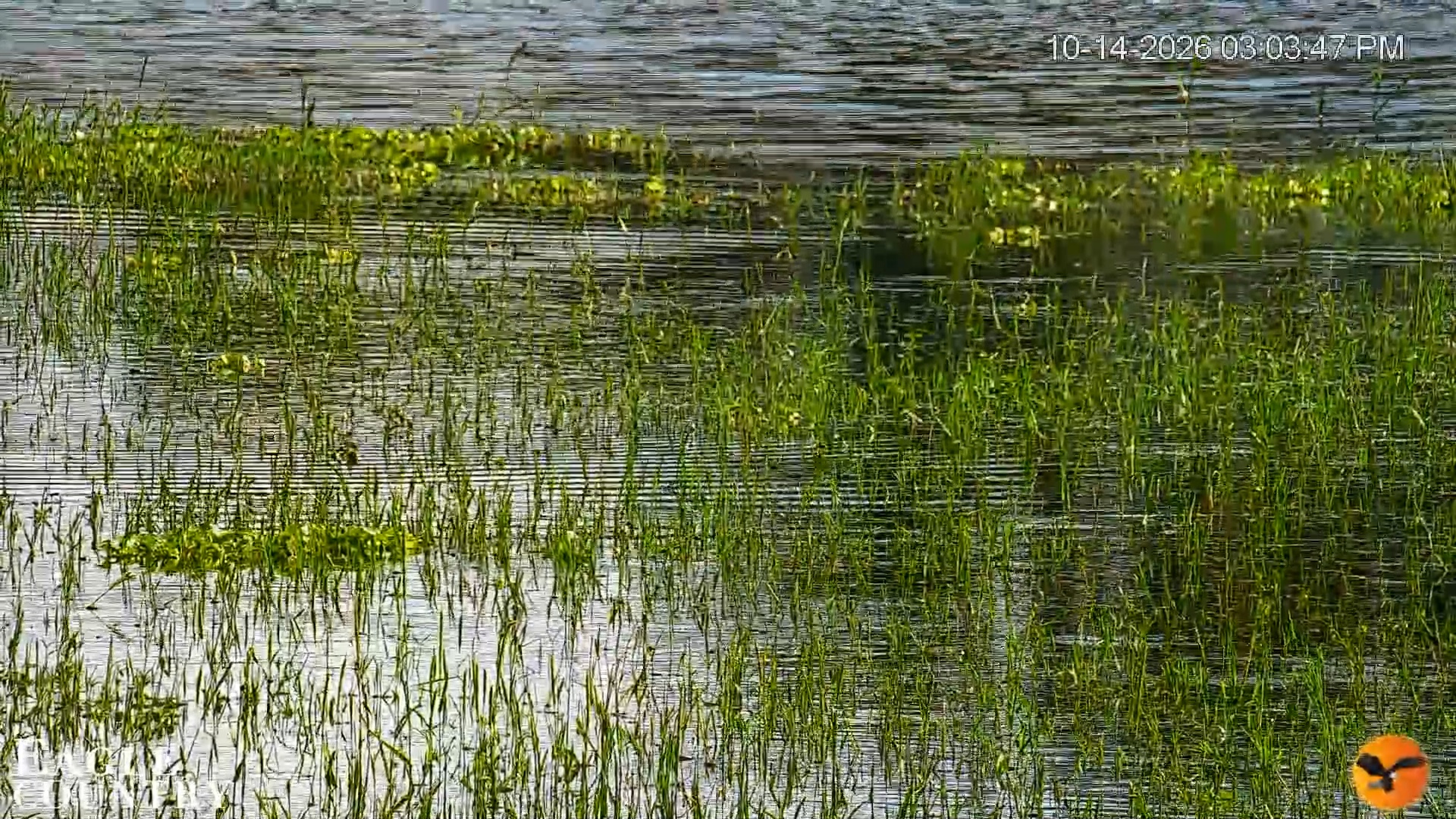 Snapshot of Southwest Florida River Wildlife Live Cams taken Oct 14, 2026, 3:04pm EDT