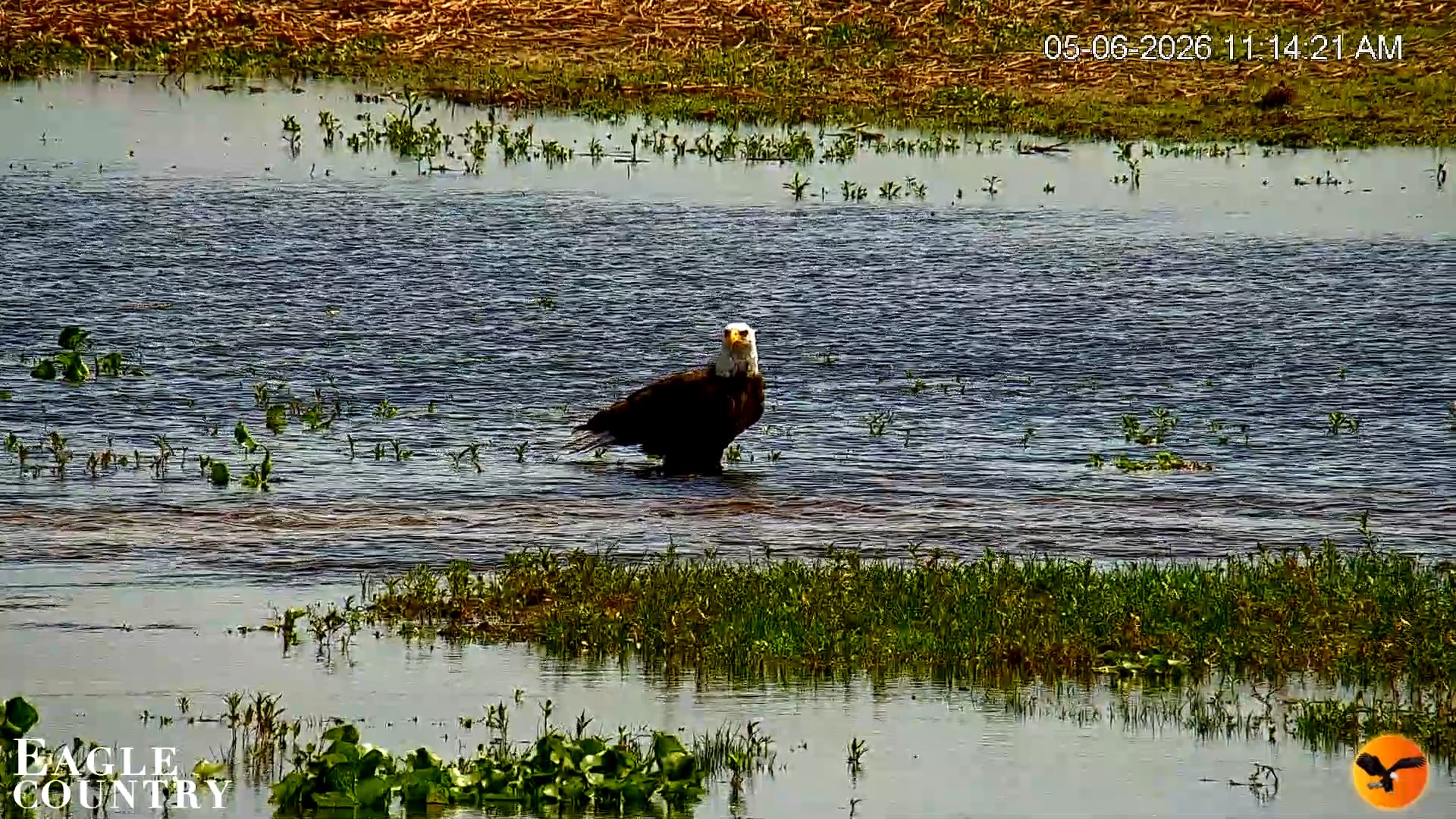 Snapshot of Southwest Florida River Wildlife Live Cams taken May 6, 2026, 11:15am EDT