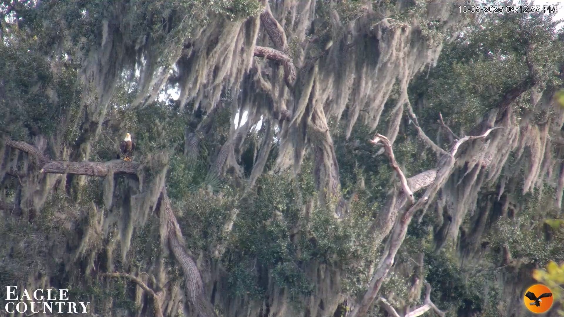 Snapshot of Southwest Florida River Wildlife Live Cams taken Oct 5, 2026, 4:13pm EDT