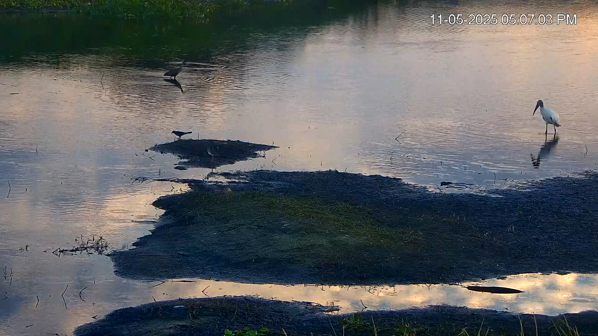 Snapshot of Southwest Florida River Wildlife Live Cams taken Nov 5, 2025, 5:08pm EST