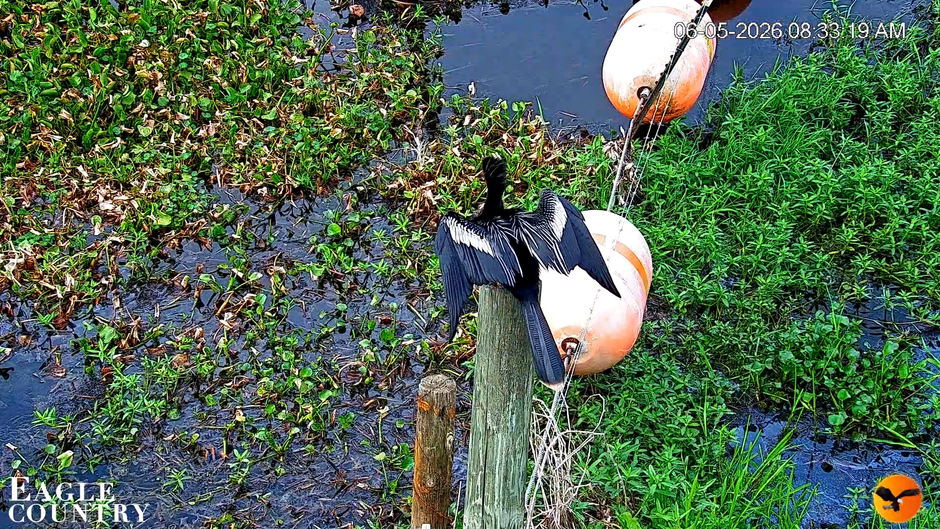Snapshot of Southwest Florida River Wildlife Live Cams taken Jun 5, 2026, 8:34am EDT