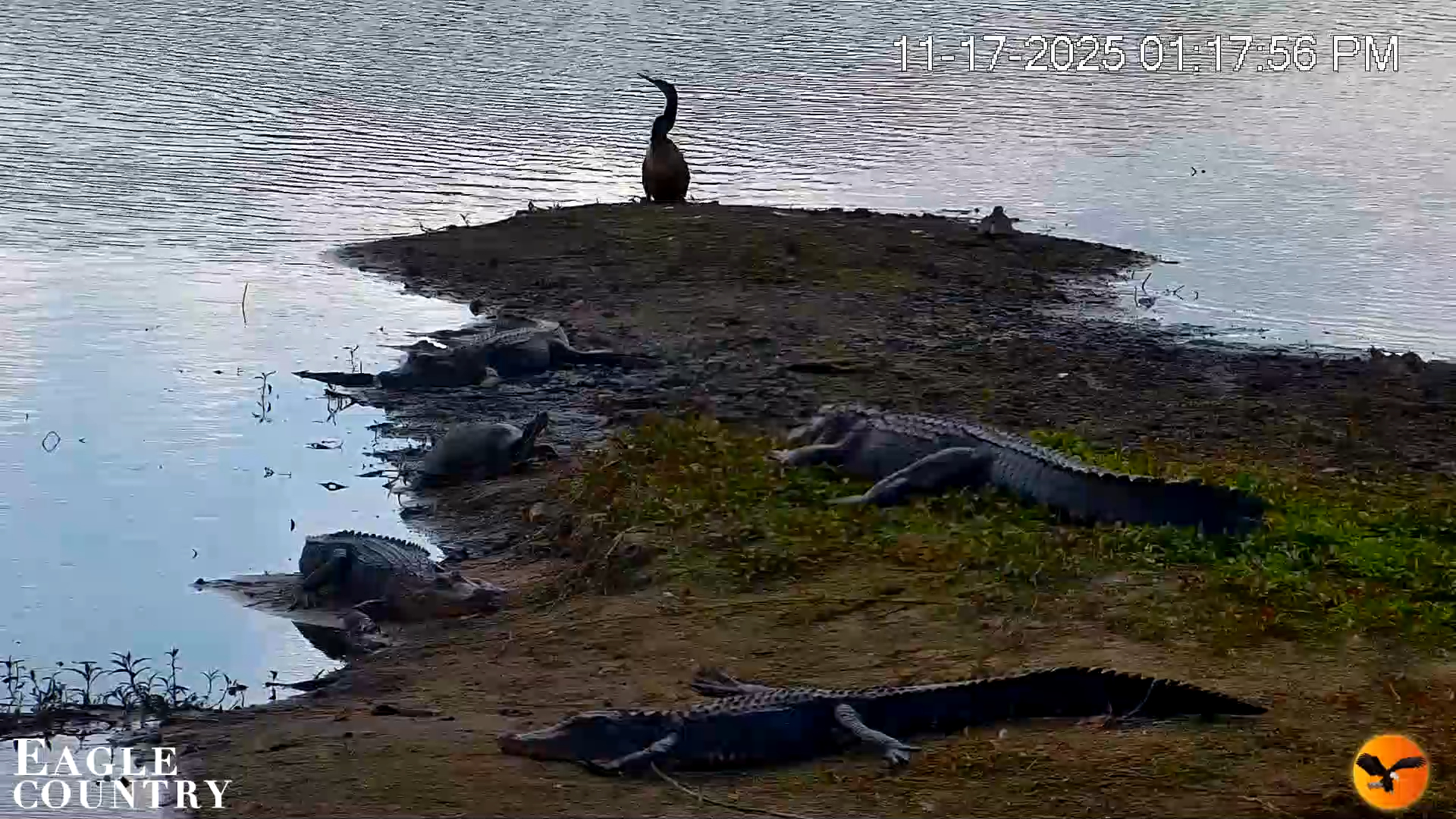 Snapshot of Southwest Florida River Wildlife Live Cams taken Nov 17, 2025, 1:39pm EST